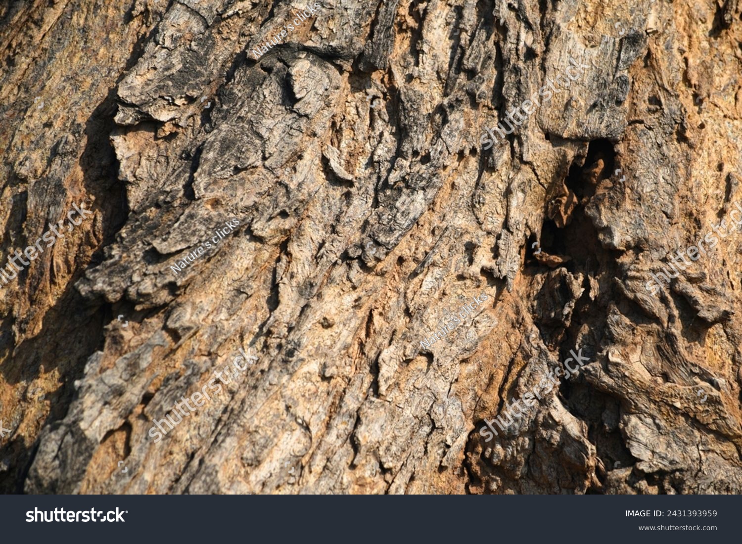 Old tree texture. Bark pattern, For background wood work, Bark of brown hardwood, thick bark hardwood, residential house wood. nature, tree, bark, hardwood, trunk, tree , tree trunk close up texture #2431393959