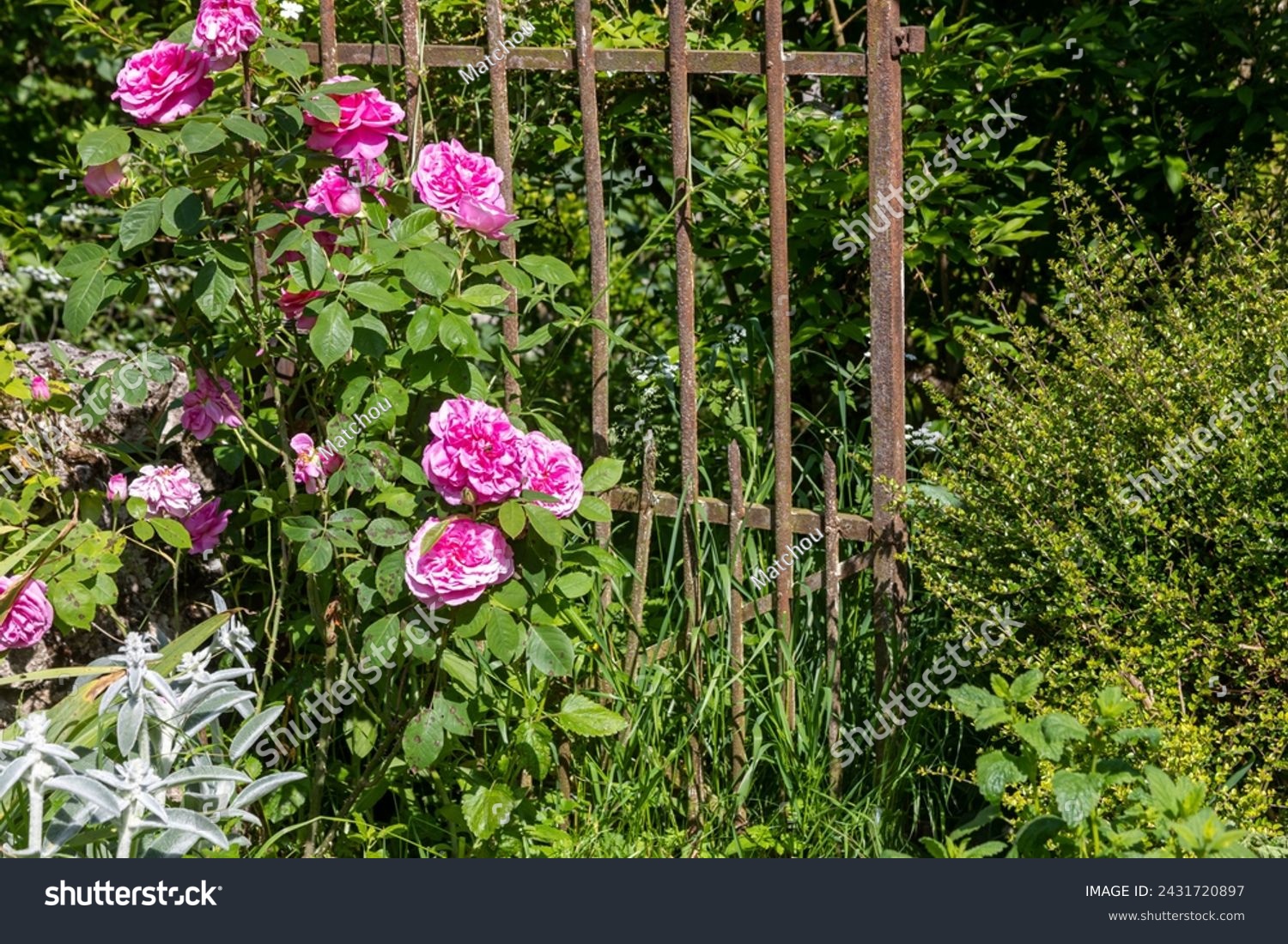 Bucolic scene in an old garden - Old roses in front of an old rusty iron gate #2431720897