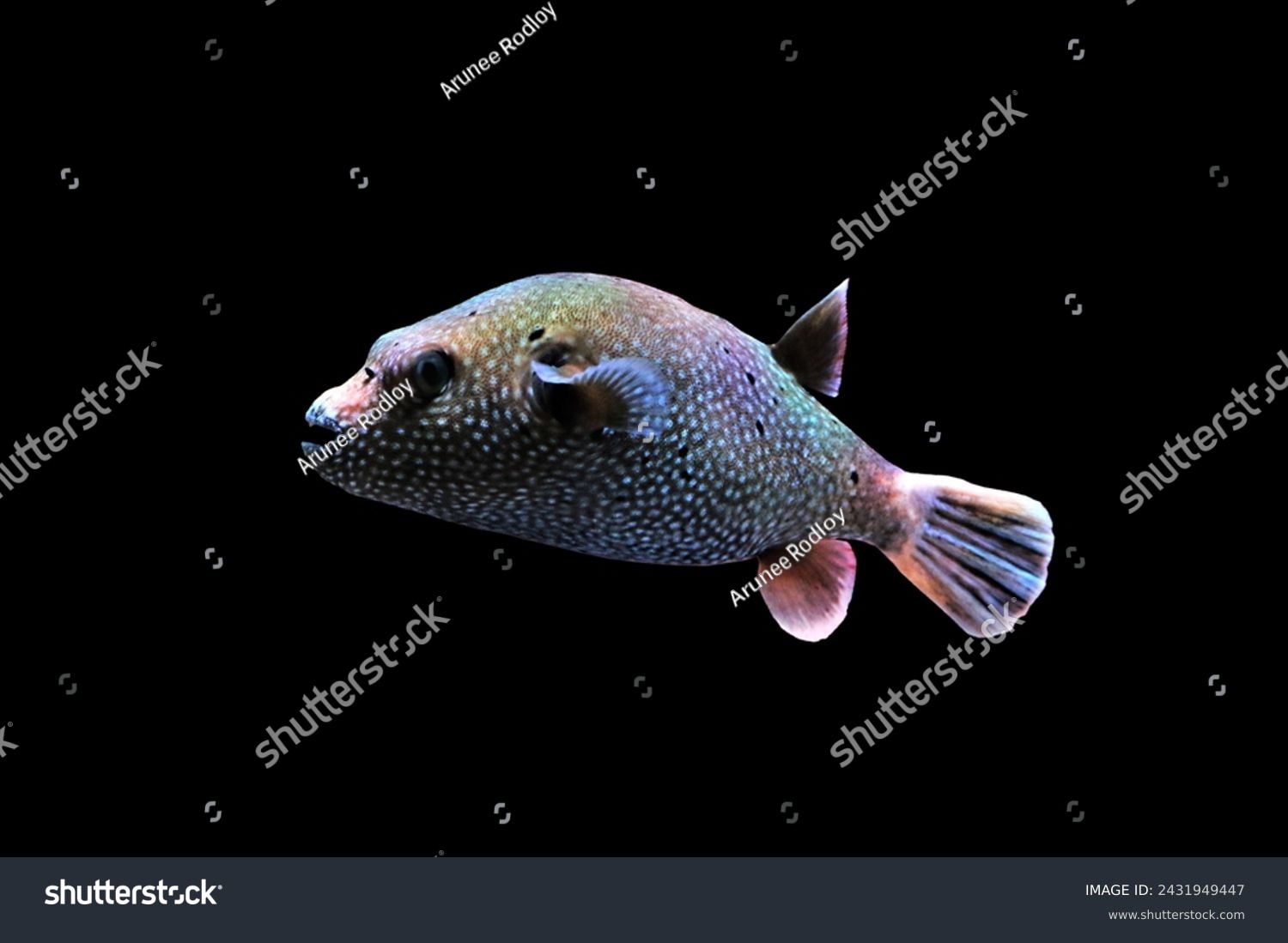 Guineafowl puffer (golden puffer) on isolated black background. Arothron meleagris is marine pufferfish found near coral reefs, native to the Indo-Pacific and Eastern Pacific. #2431949447