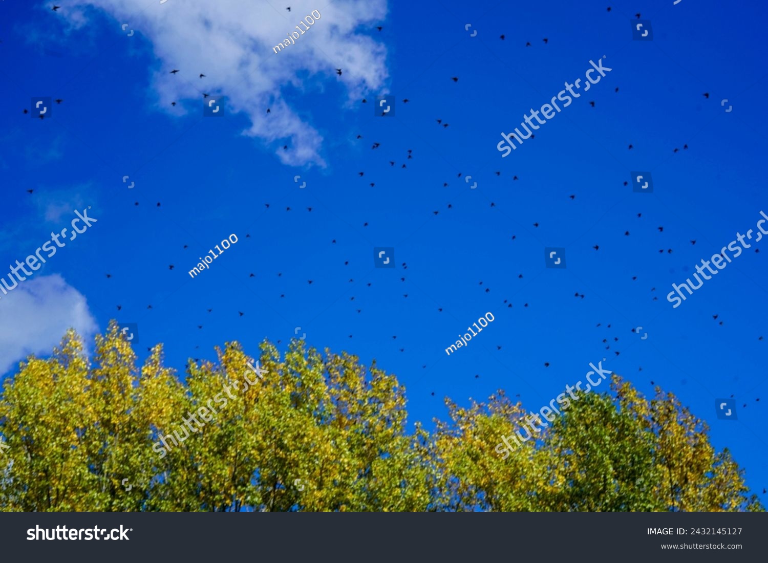 Migrations of birds outdoors with blue sky and some clouds  #2432145127