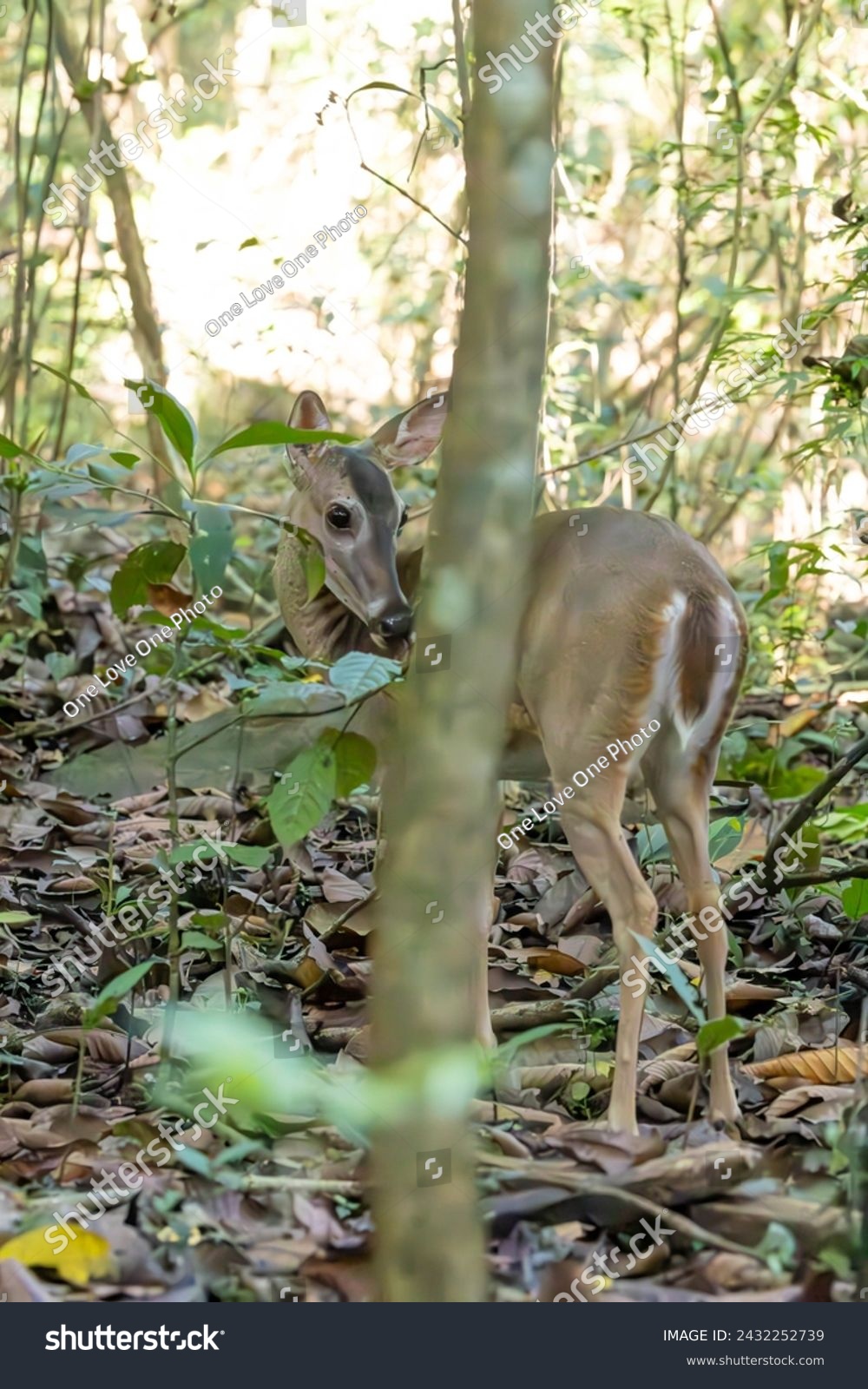 Little deer in the forest #2432252739