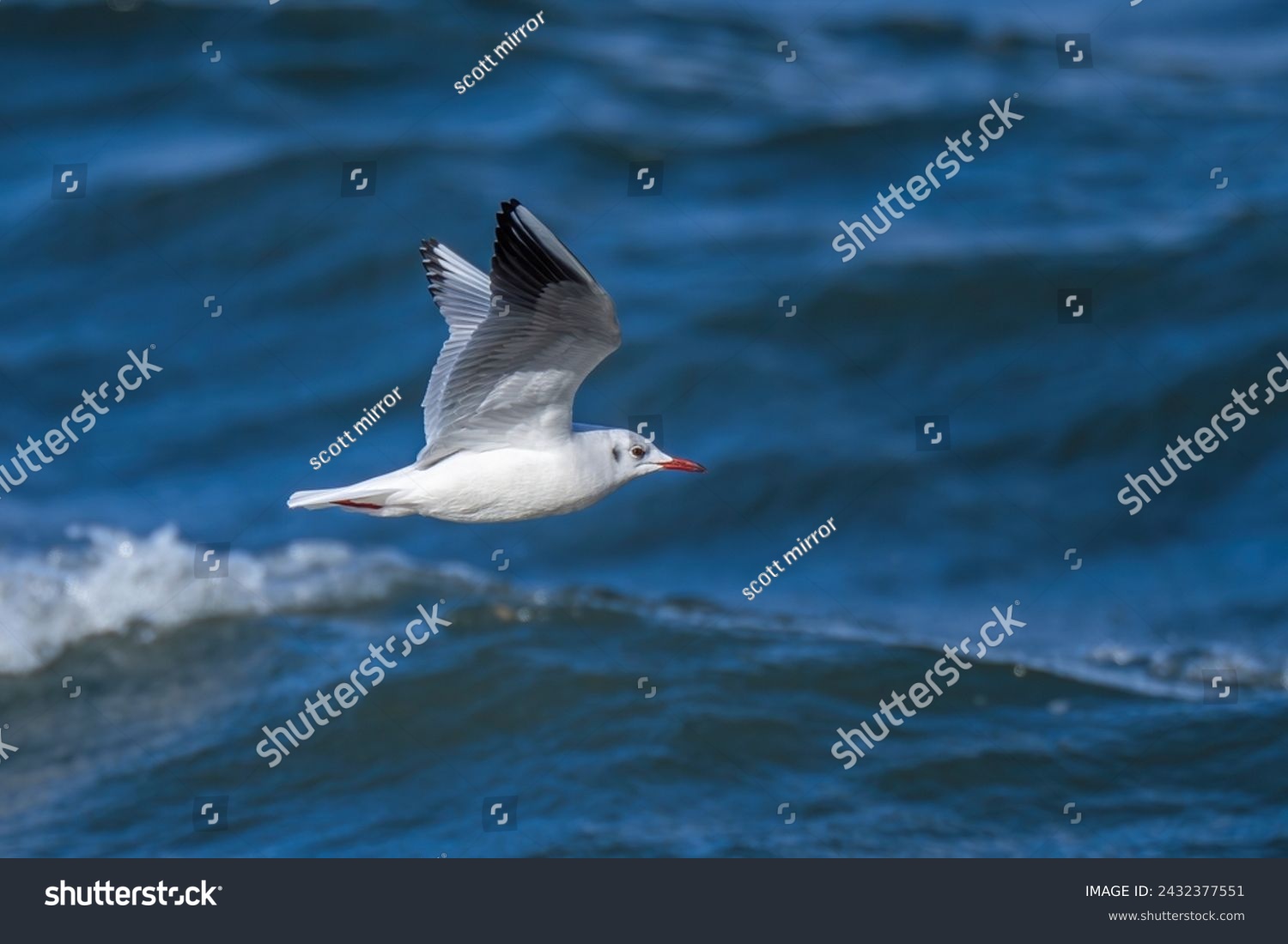 Flight scene of Black headed gull (Yurikamome) flying in the rough water surface background #2432377551