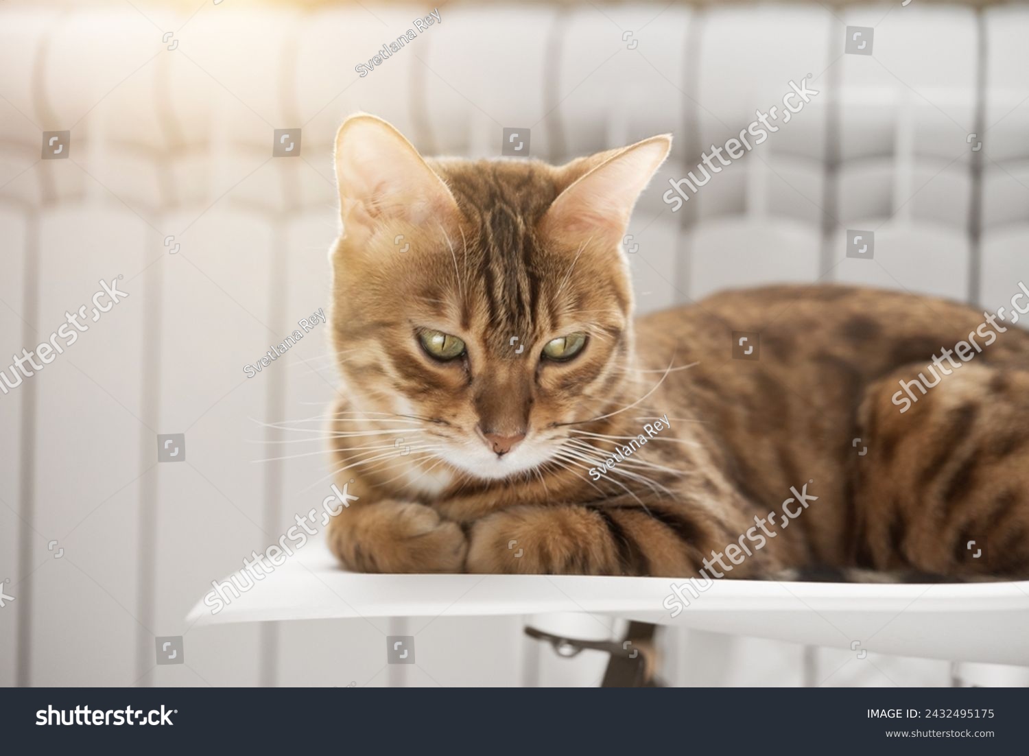 A ginger cat lies warming himself near a white radiator. Heating season. #2432495175