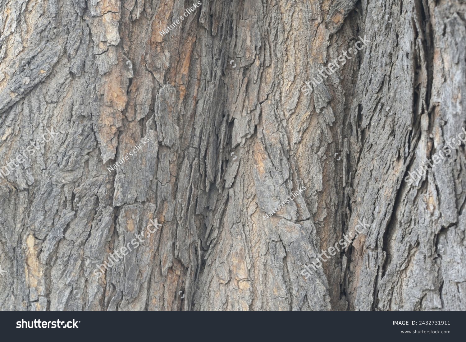Old tree texture. Bark pattern, For background wood work, Bark of brown hardwood, thick bark hardwood, residential house wood. nature, tree, bark, hardwood, trunk, tree , tree trunk close up texture #2432731911