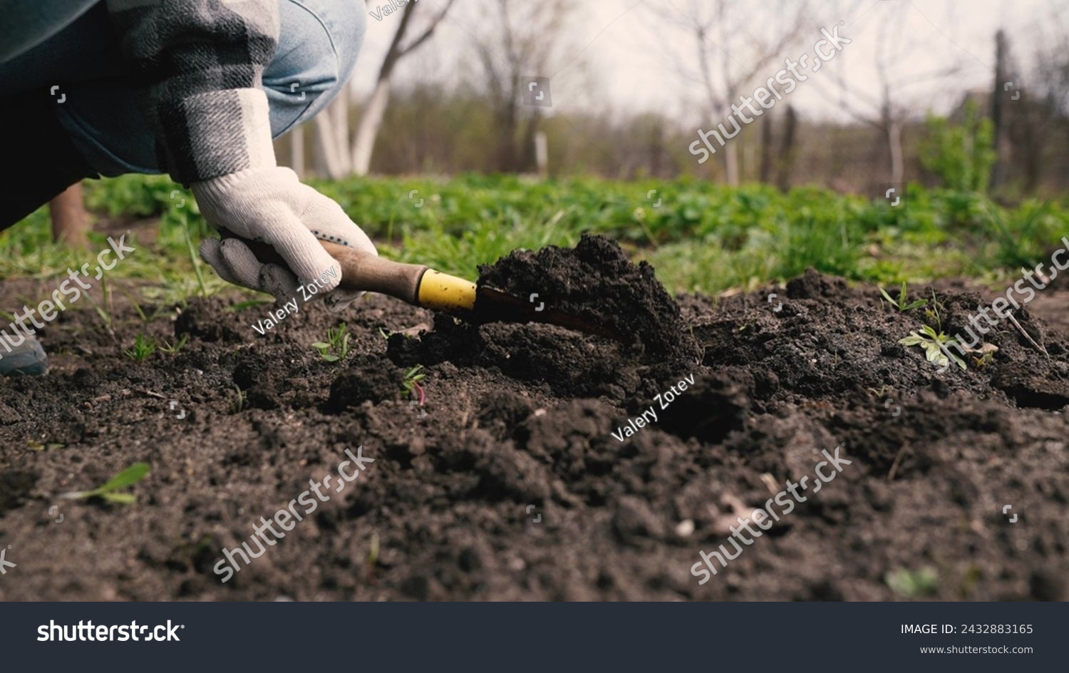 farmer digs ground with shovel, shovel, hands planting green sprout ground, agriculture, care environment, eco cultural farm, farmer plantation, eco-agriculture life concept, business ecology, improve #2432883165