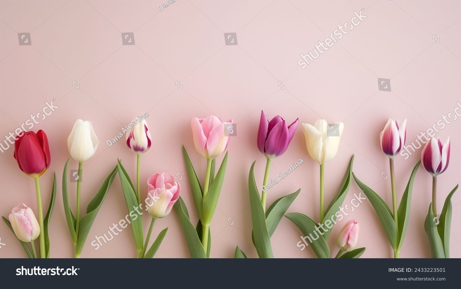 Elegant Tulips in Soft Pastel Tones, Delicate tulip flowers in a gradient of soft pink hues gently resting on a pastel background, symbolizing the arrival of spring and the beauty of nature #2433223501