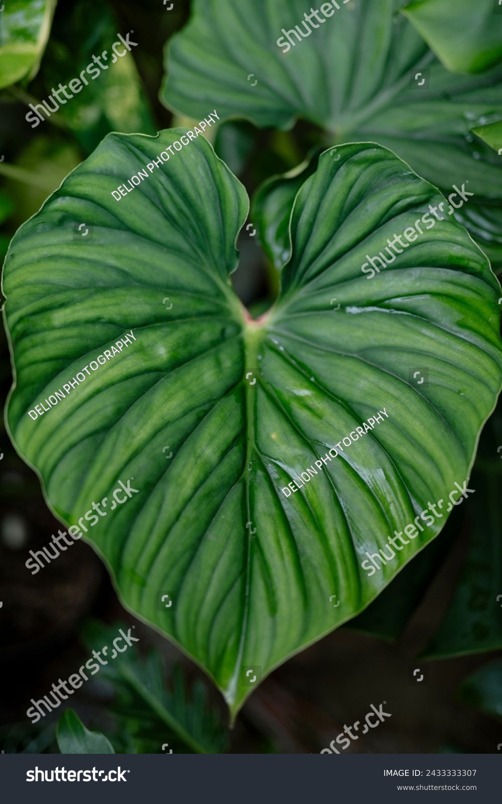The Handsome leaf pf philodendron plowmanii #2433333307