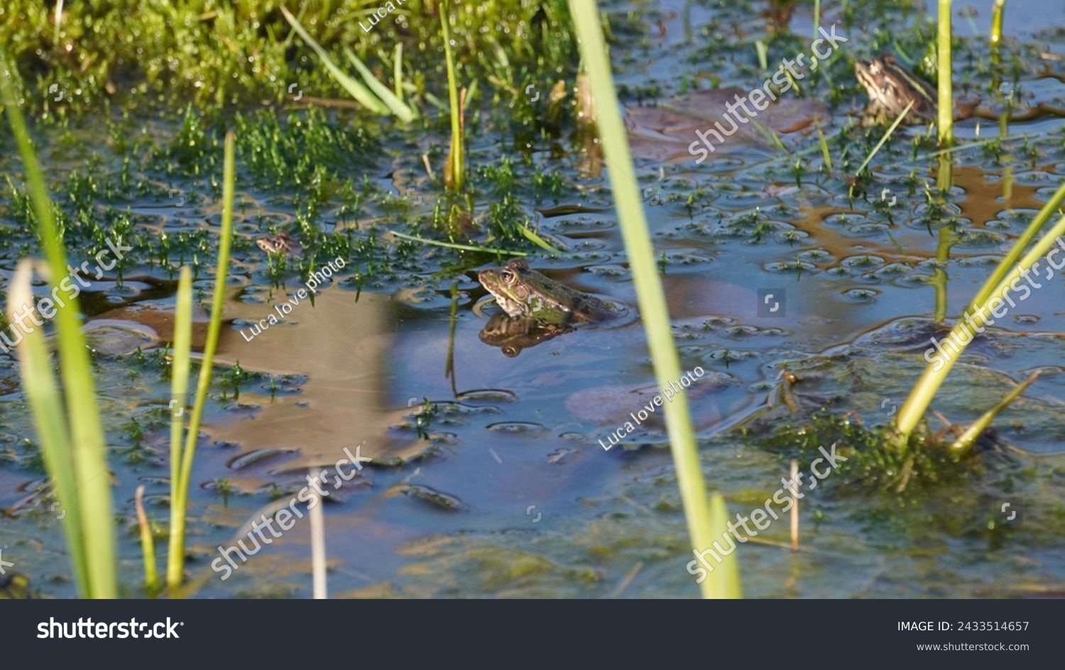 Pelophylax ridibundus, Regulating the temperature in the sun and oxygenating. The Marsh frog, at the pond. Late winter season  #2433514657