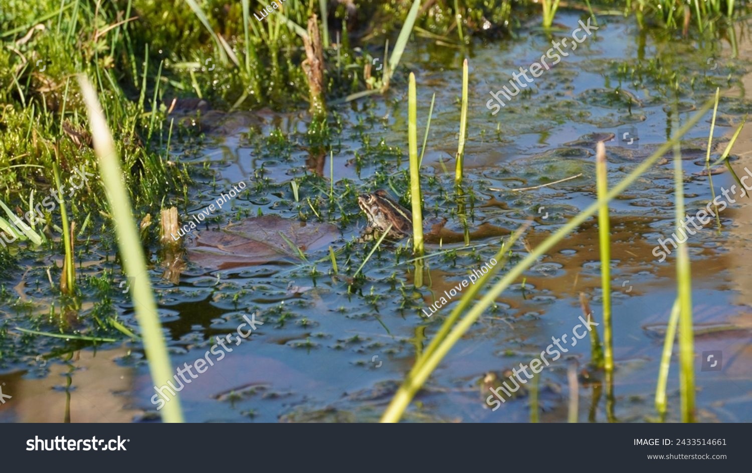 Pelophylax ridibundus, Regulating the temperature in the sun and oxygenating. The Marsh frog, at the pond. Late winter season  #2433514661