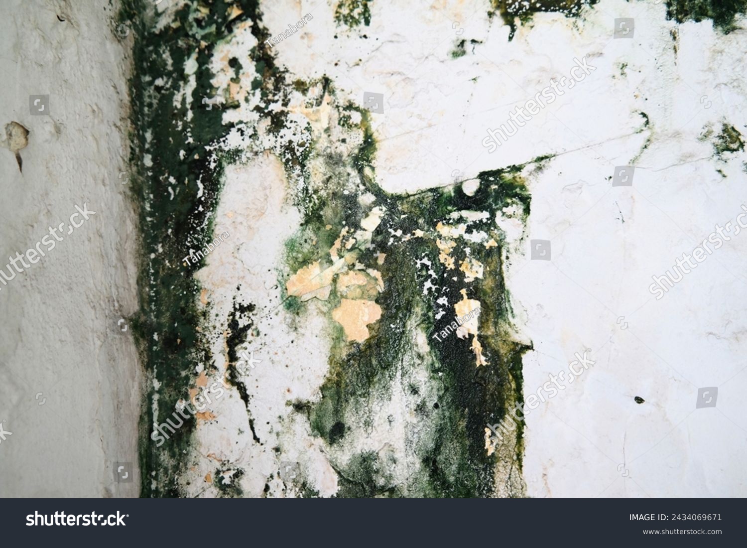 Old and mossy wall background, polished gray concrete grunge textured wall, rough wall texture background, damaged dirty mossy wall surface. In Derelict Old House.  #2434069671