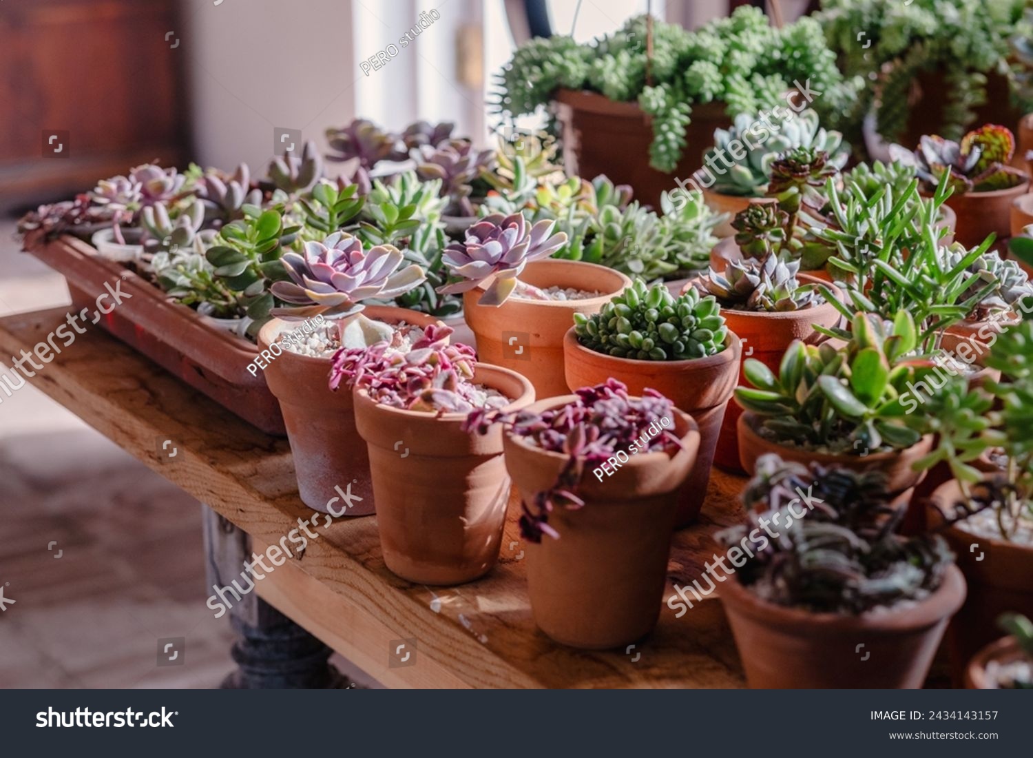 Various succulent plants in terracotta pots bask in natural light on a wooden table, showcasing an indoor gardening scene.  #2434143157