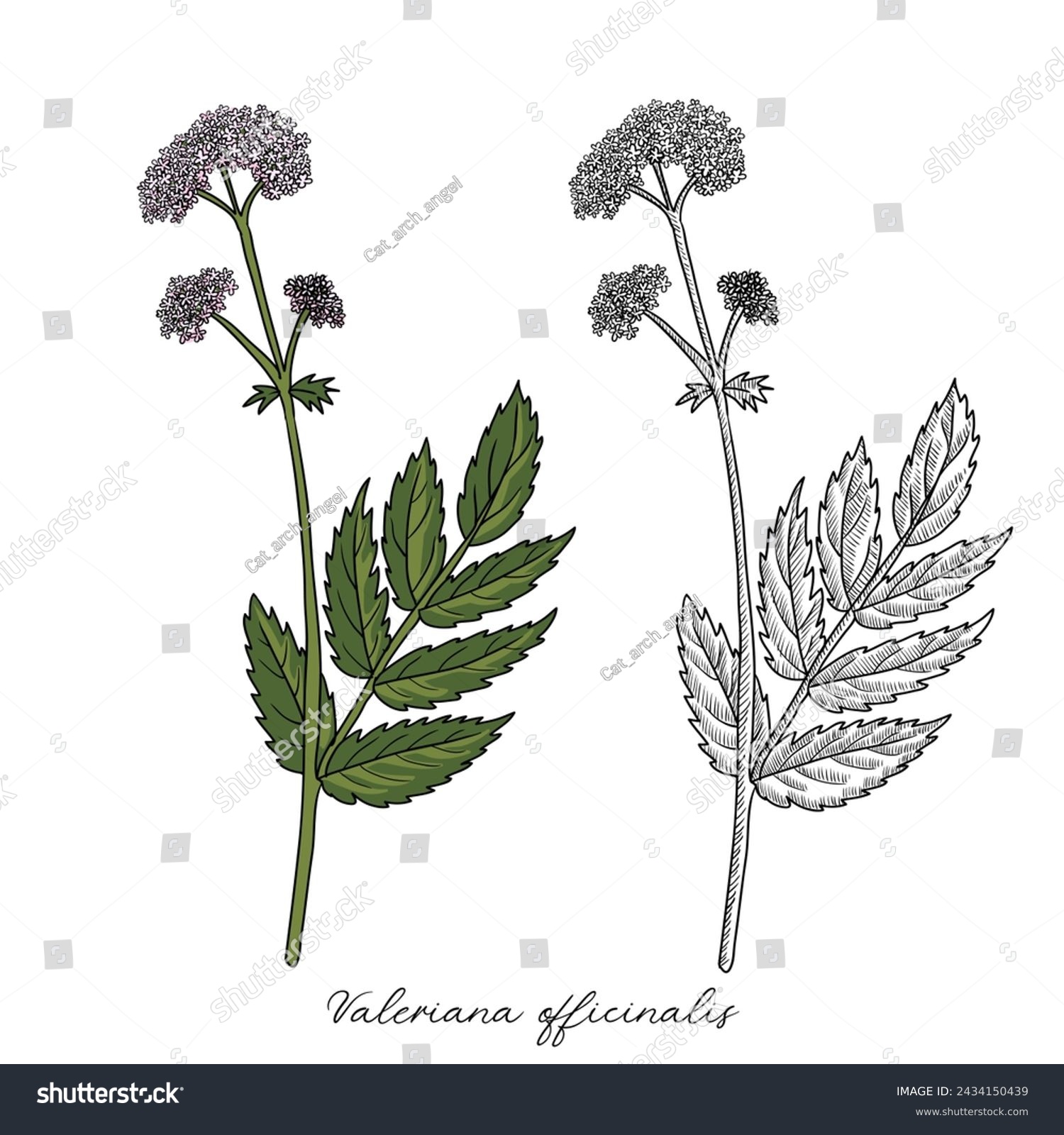 vector drawing valerian,Valeriana officinalis , - Royalty Free Stock ...