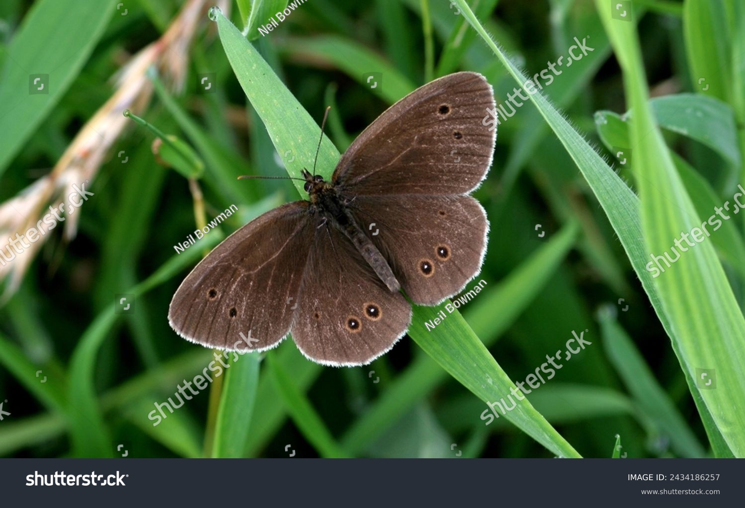 Ringlet butterfly (Aphantopus hyperantus) adult sunning with wings open

Potter Heigham, Norfolk, UK.           July  #2434186257