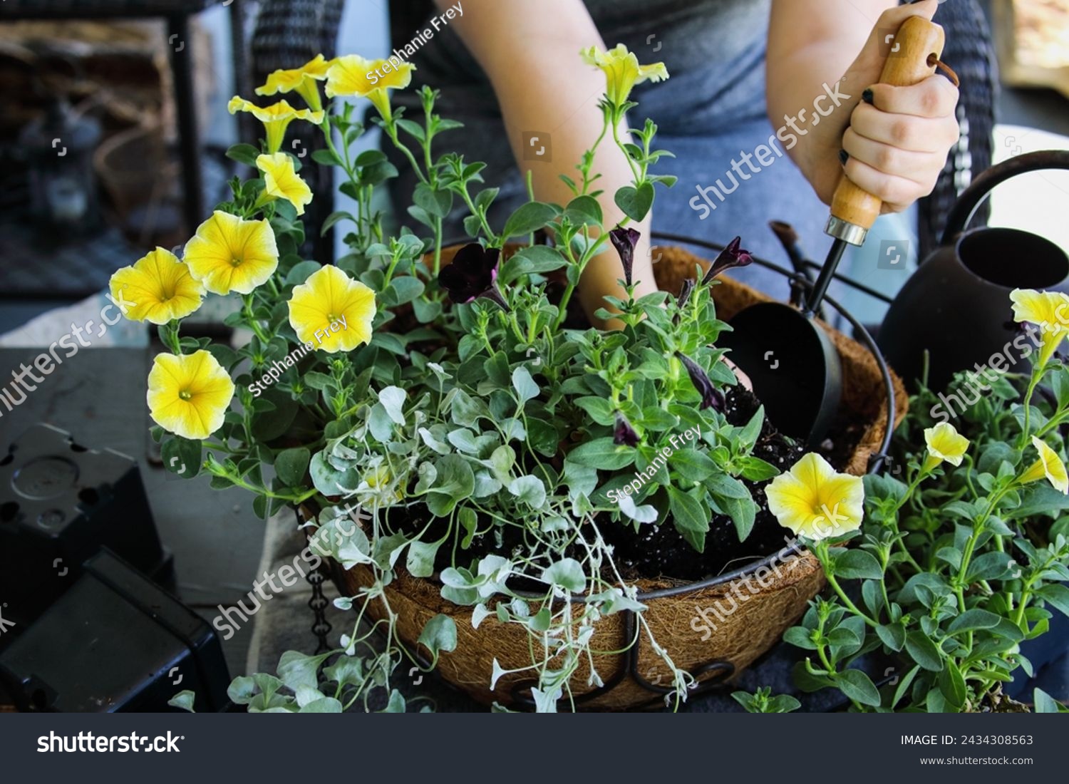 Young woman using a trowel plant a mixed annual hanging basket or pot of flowers. Flowers include yellow and black petunias with dichondra. #2434308563