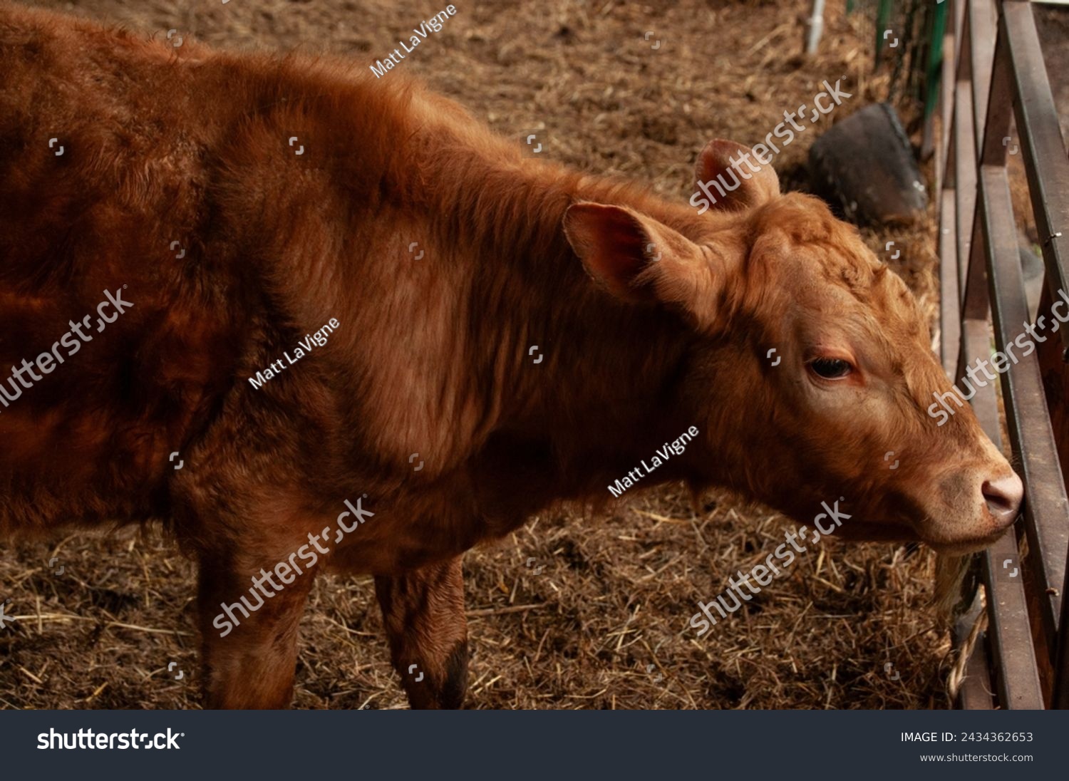 A Red Calf in a barn on a farm during the summer. #2434362653