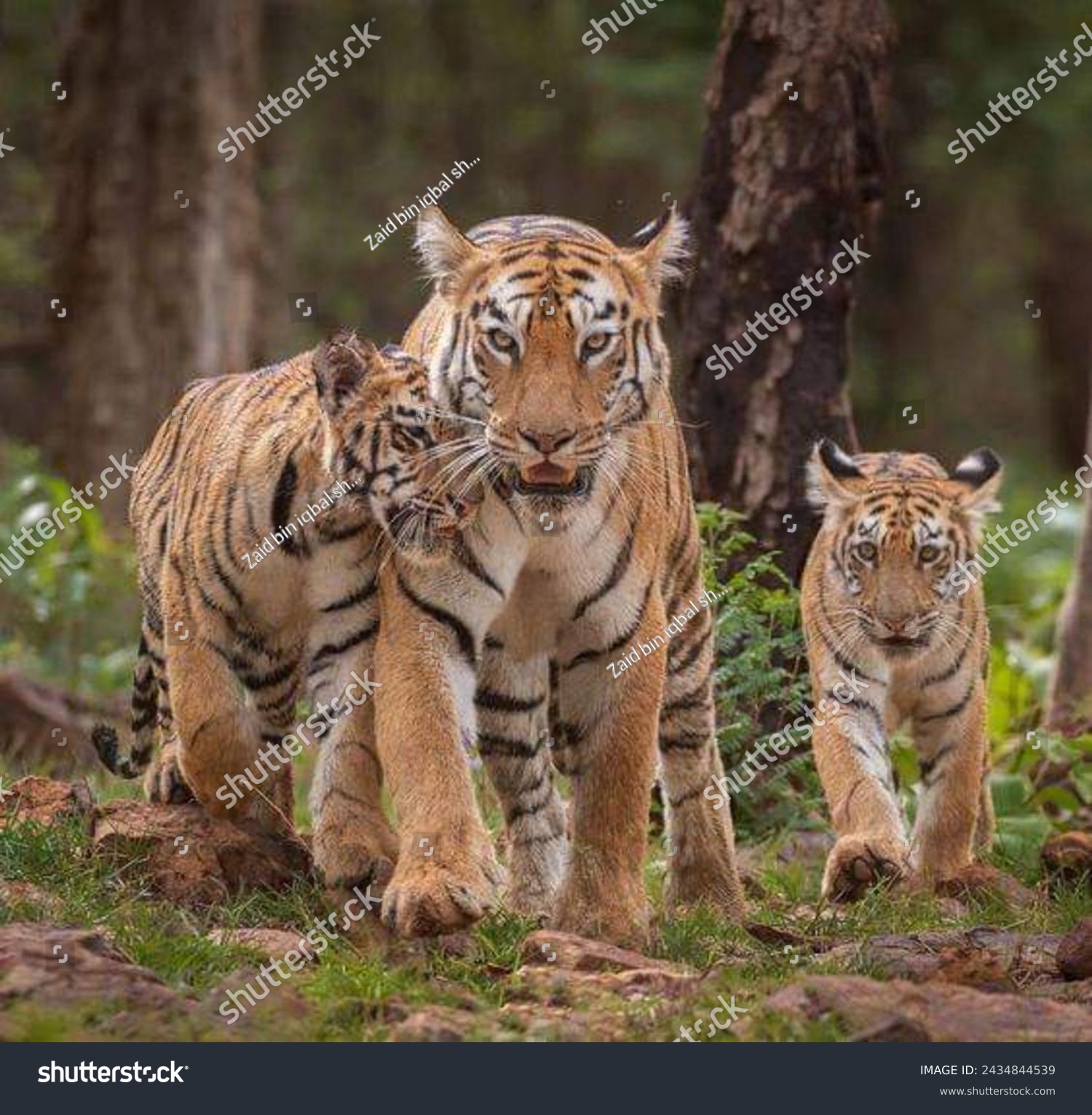 In perfect harmony, a group of tigers strides through their territory, united in their quest for sustenance. With familial bonds strong, they navigate the wilderness, hunting together for their meal. #2434844539
