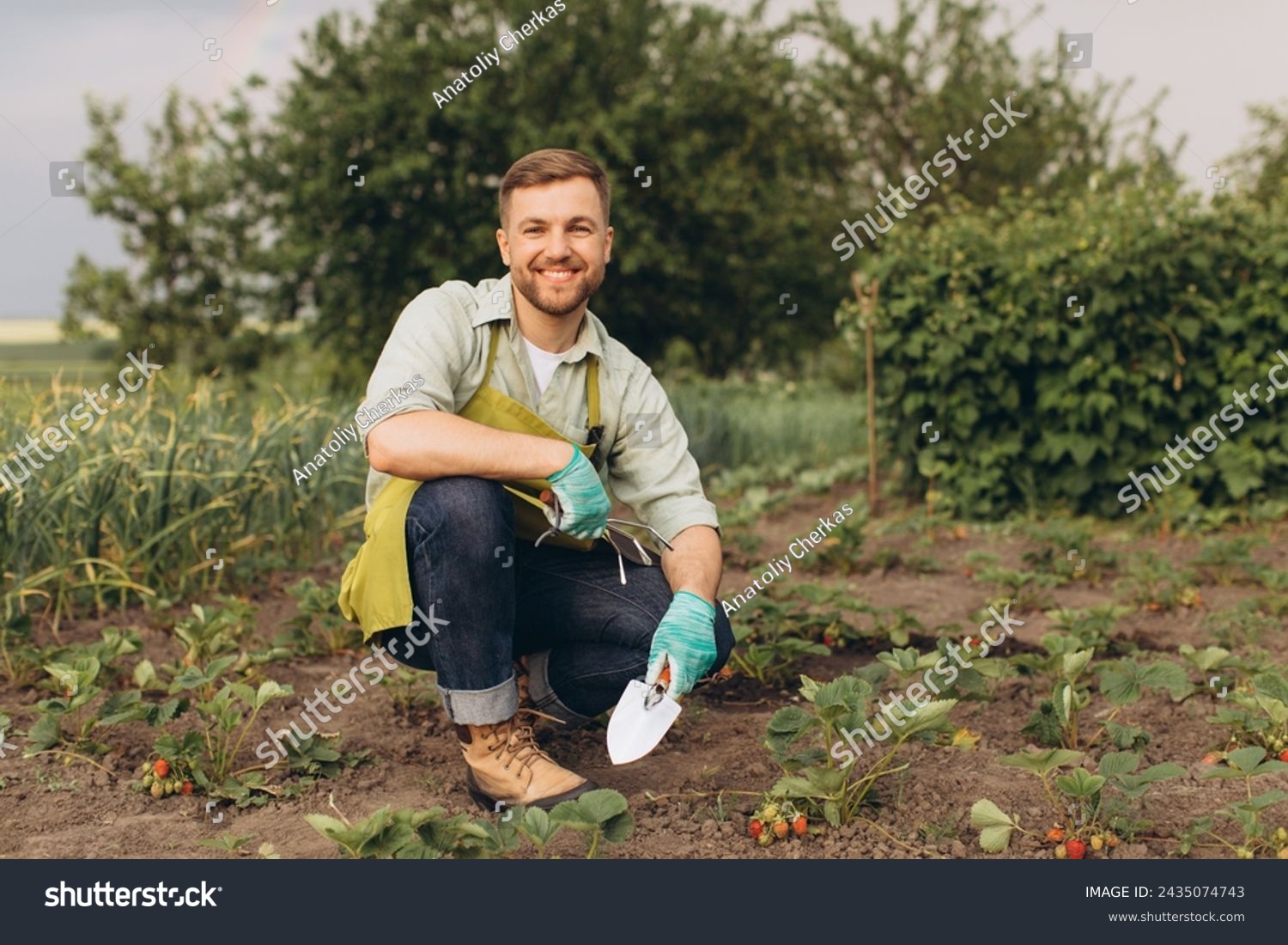 Happy male gardener working on strawberry garden #2435074743