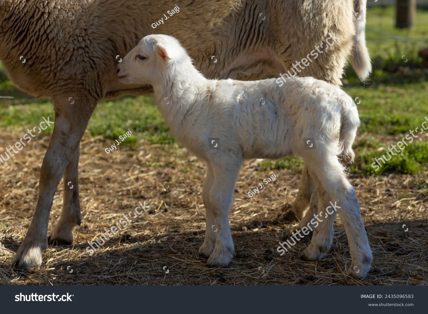 White Katahdin sheep lamb standing next to mom #2435096583