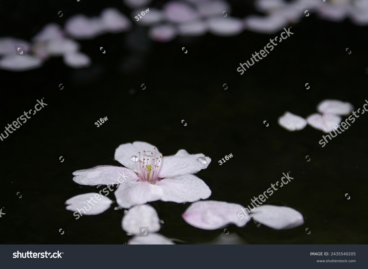 Cherry blossom petals and water droplets floating on the water surface, macro.  #2435540205