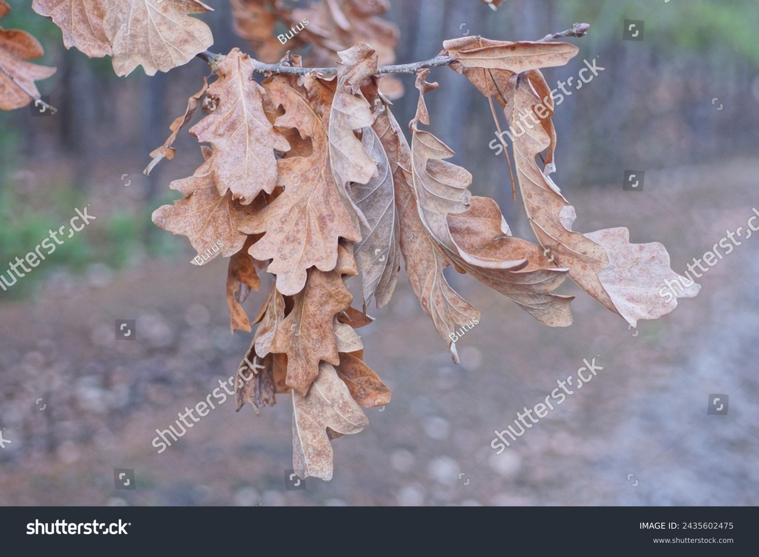 brown dry leaves on a thin oak tree branch in an autumn park #2435602475