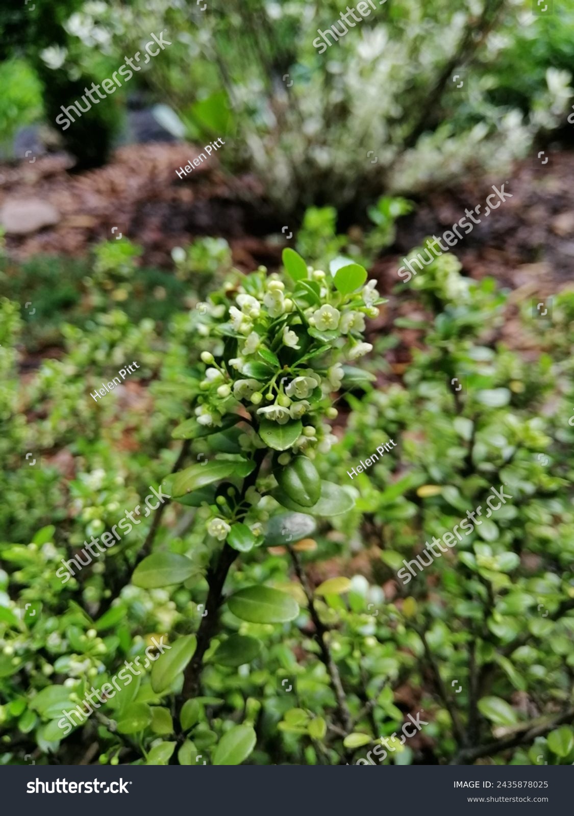 Blooming Evergreen round spherical Ilex crenata Convexa or Japanese Holly shrub with small glossy leaves and tiny white flowers on the blurred garden background  #2435878025