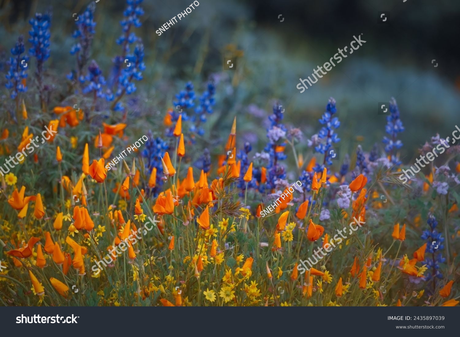 Close up view of California poppy wildflowers at Diamond valley lake under rain, selective focus. #2435897039
