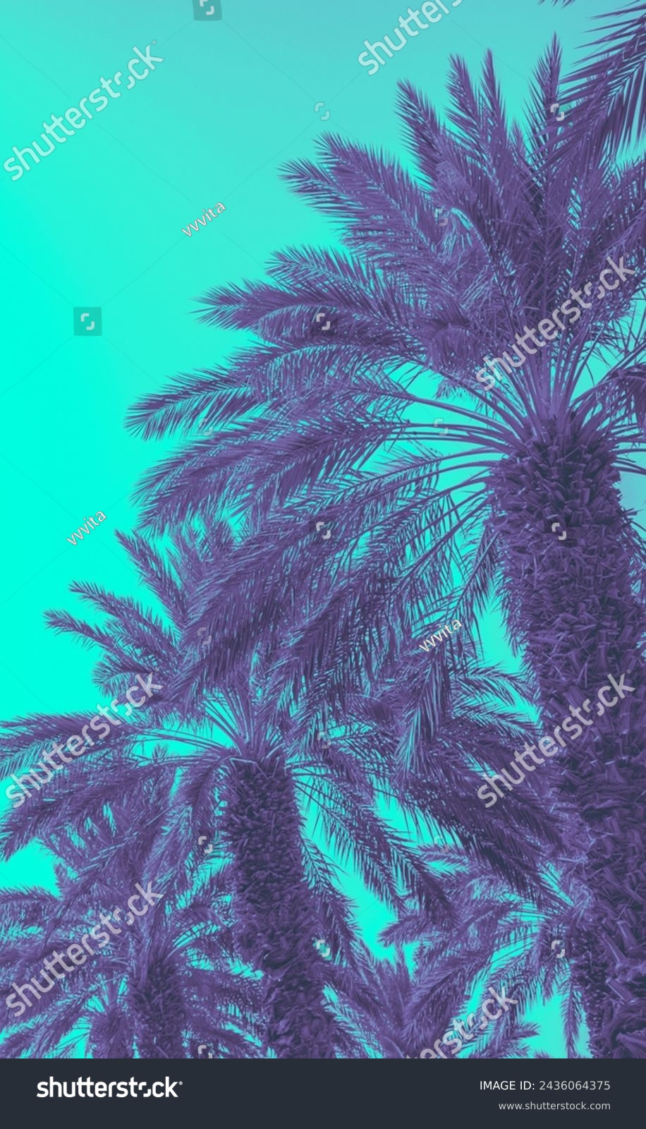 Two palm trees against blue sky.  Silhouette of tall palm trees. Tropical evening landscape.  Beautiful tropic nature. Vertical banner #2436064375