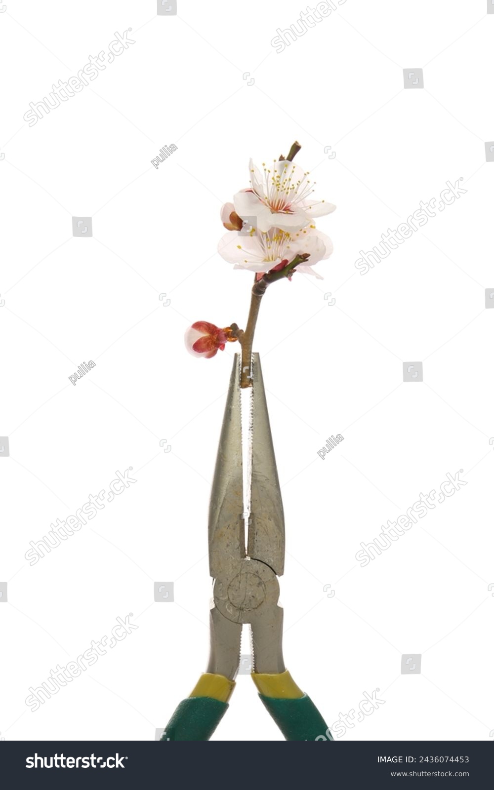 flowers and tools, feminine masculine concept  #2436074453