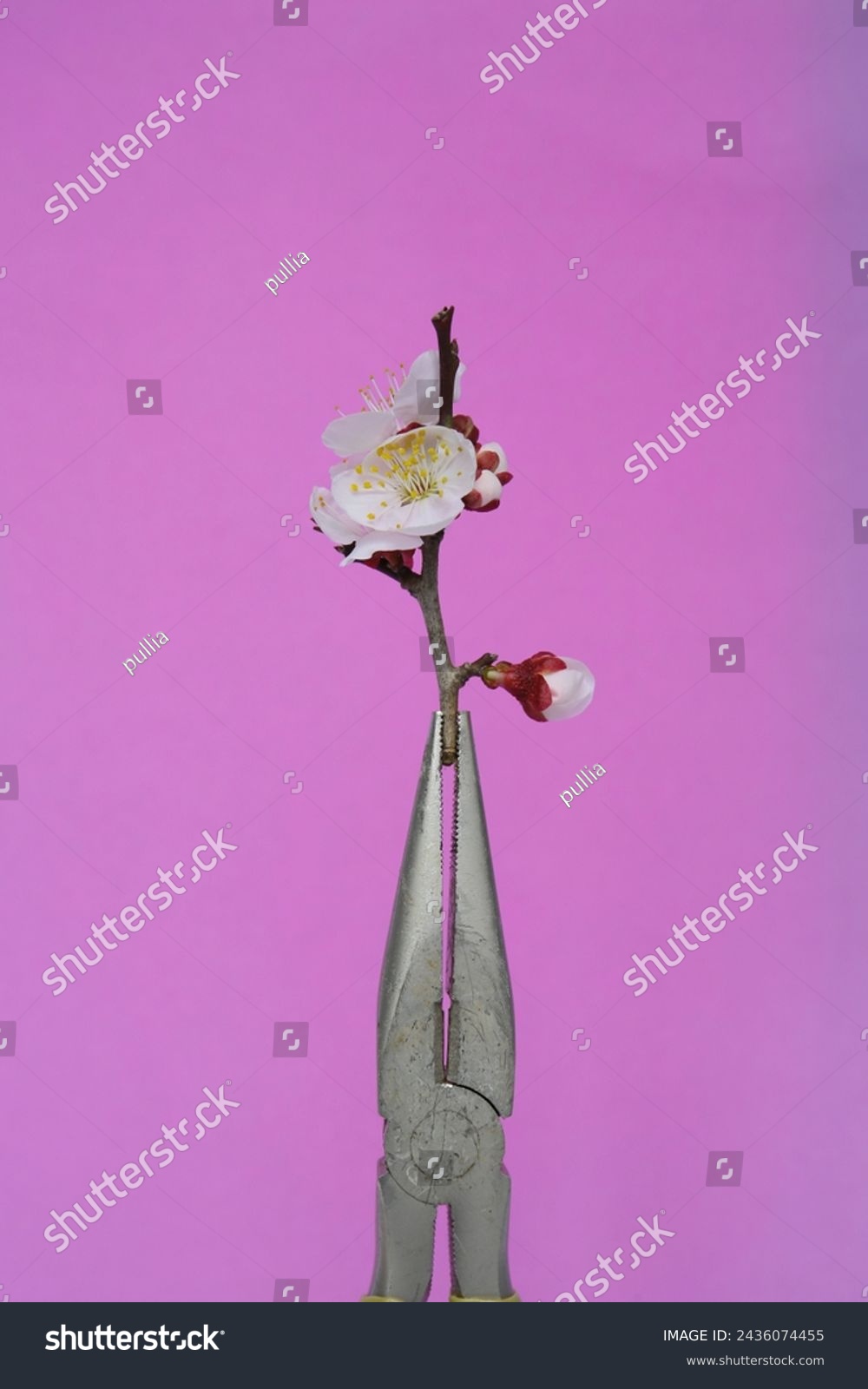 flowers and tools, feminine masculine concept  #2436074455
