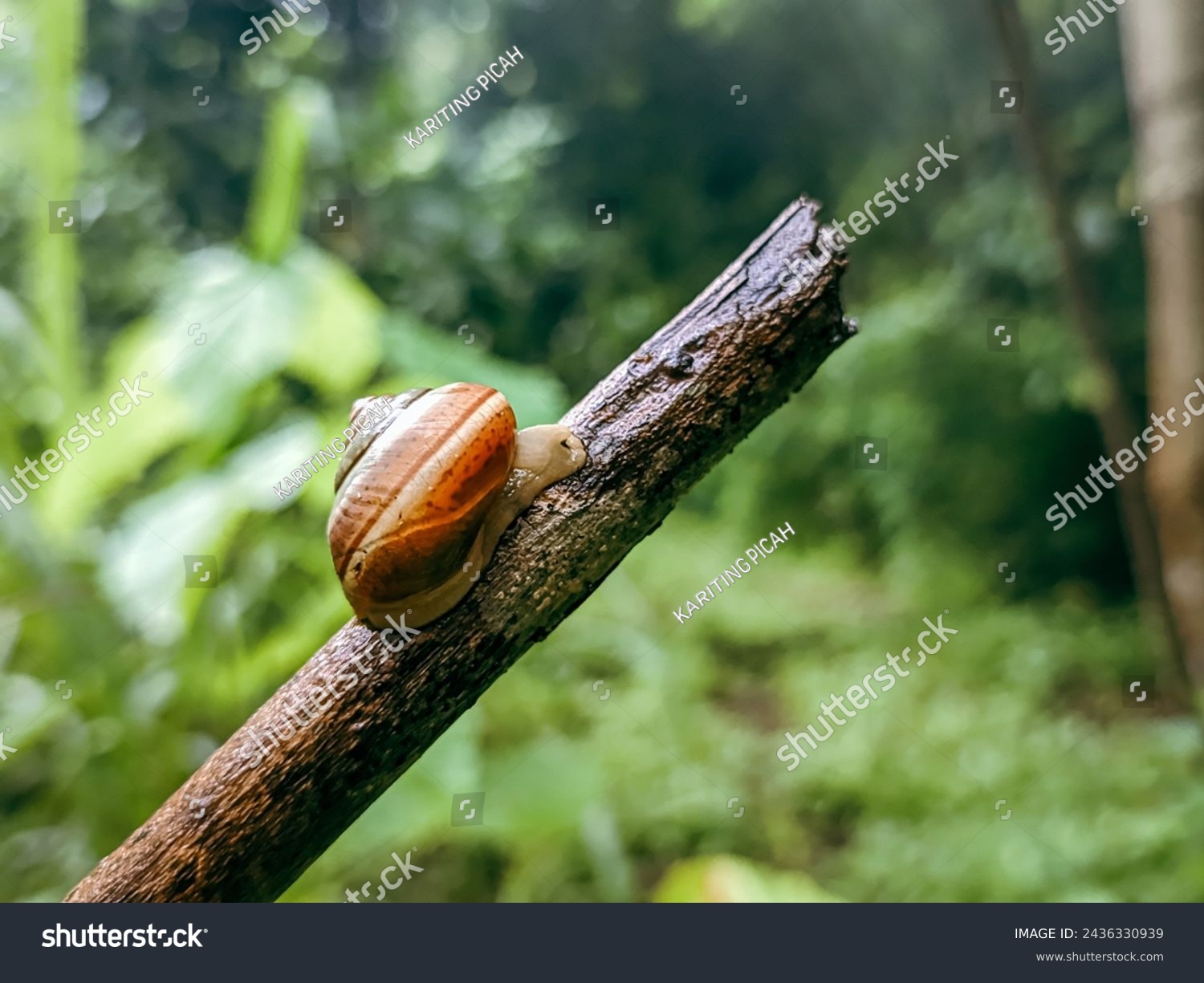 Gastropod mollusk snail walking on a twig #2436330939
