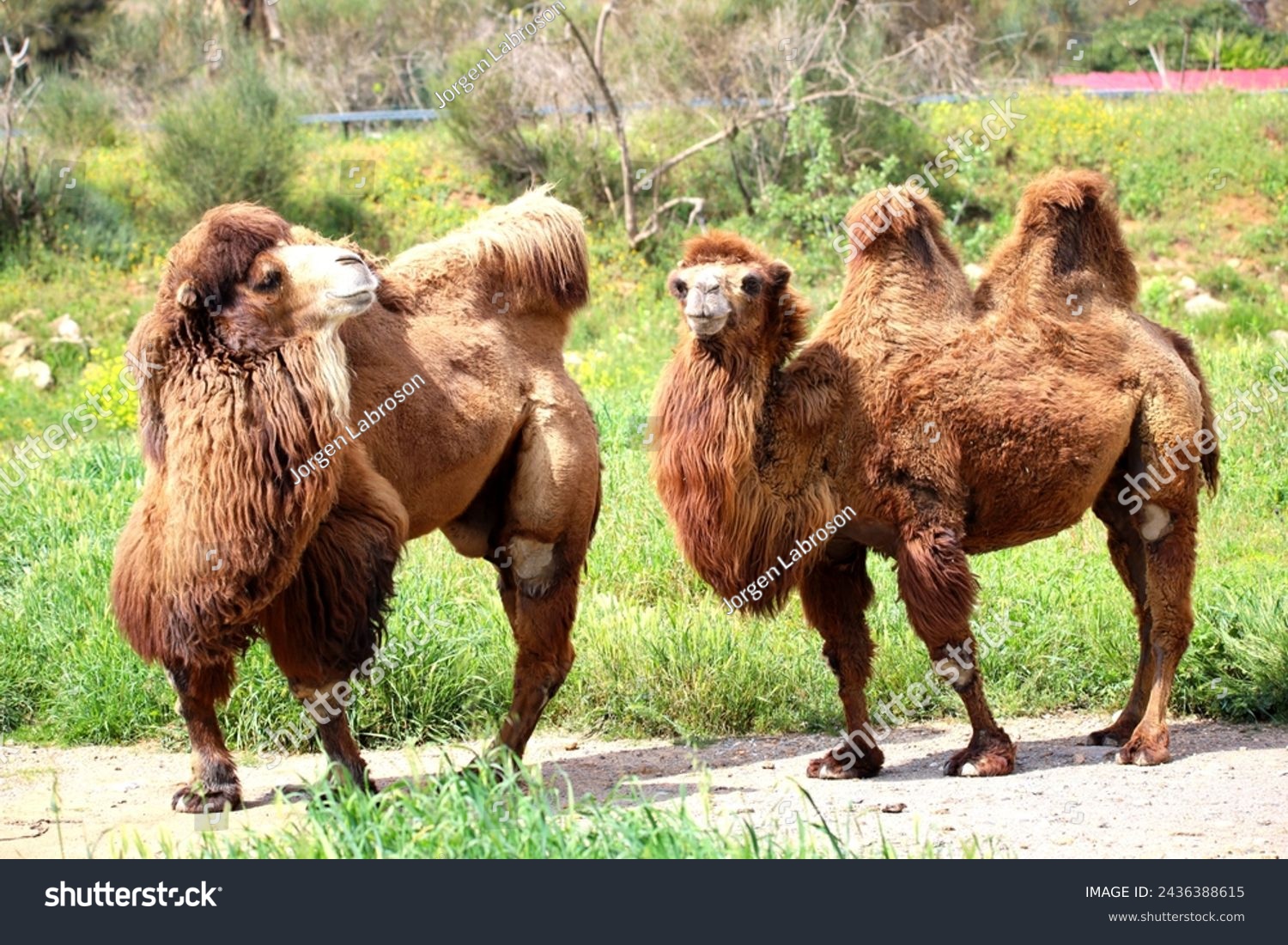 The two humped camels - Camelus bactrianus #2436388615