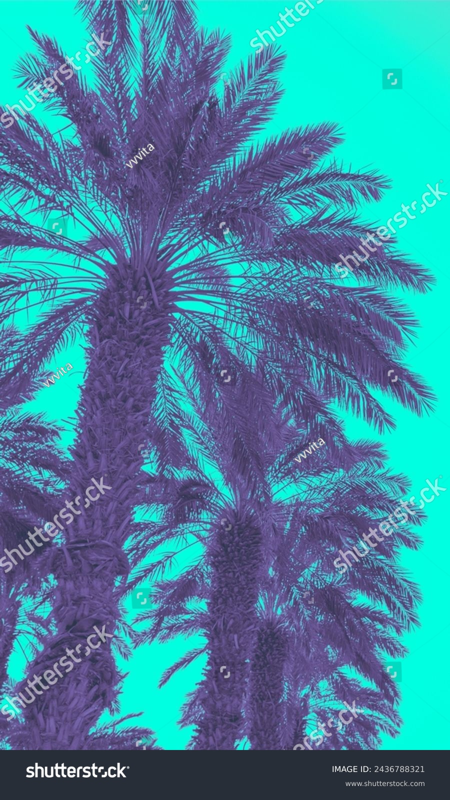 Two palm trees against blue sky.  Silhouette of tall palm trees. Tropical evening landscape.  Beautiful tropic nature. Vertical banner #2436788321