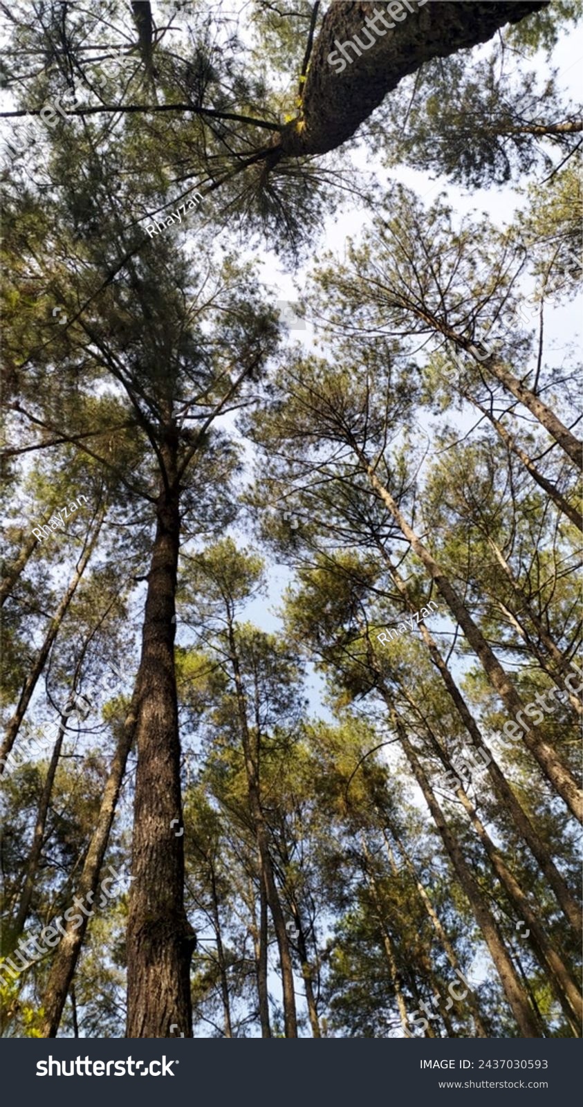 Pine forests are ecosystems dominated by pine trees, a type of coniferous tree that usually has leaves called needles.
In some places, pine forests are an important part of the natural landscape. #2437030593