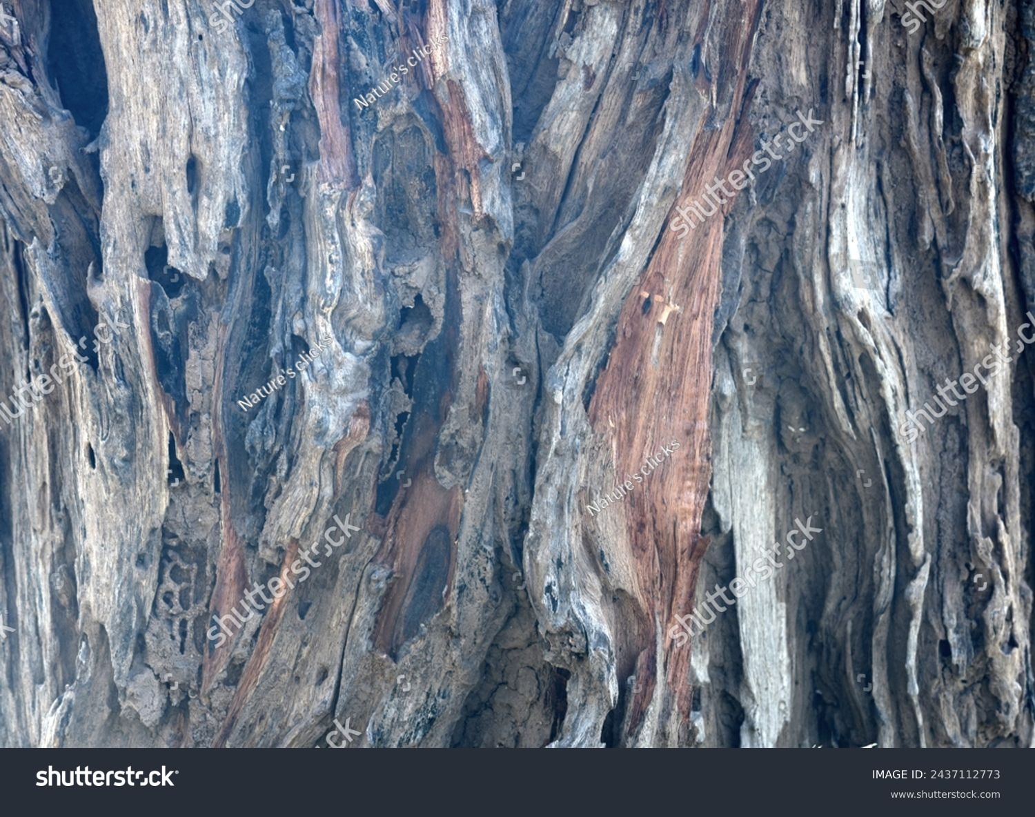Old tree texture. Bark pattern, For background wood work, Bark of brown hardwood, thick bark hardwood, residential house wood. nature, tree, bark, hardwood, trunk, tree , tree trunk close up texture #2437112773