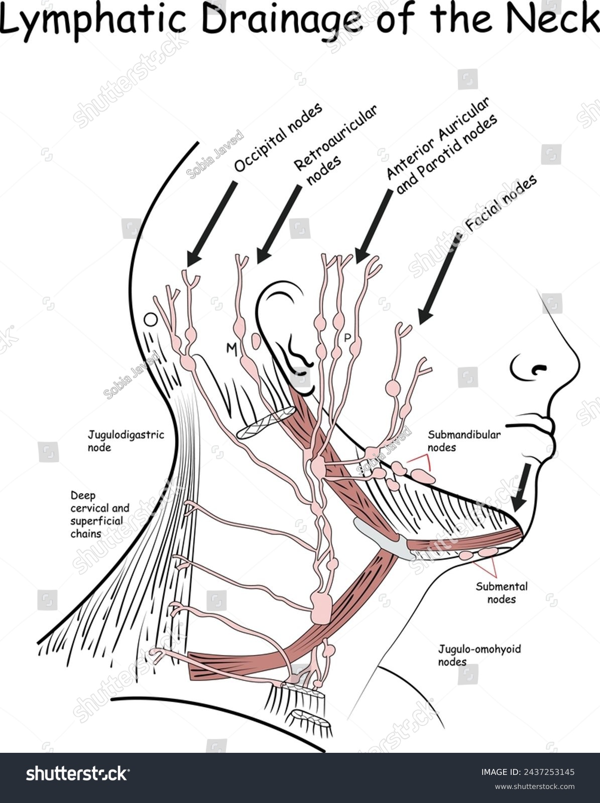 Lymphatic Drainage of the Neck, Lymphatic nodes - Royalty Free Stock ...