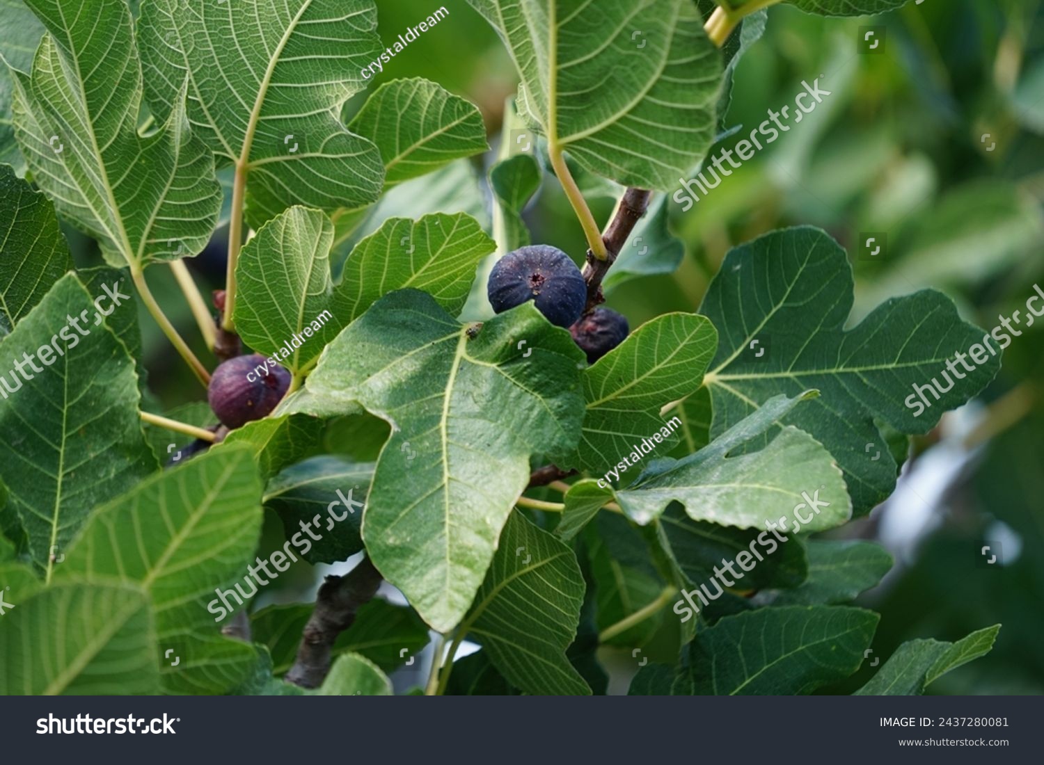Ficus carica with fruits grows in August. The fig is the edible fruit of Ficus carica, a species of small tree in the flowering plant family Moraceae. Rhodes Island, Greece #2437280081