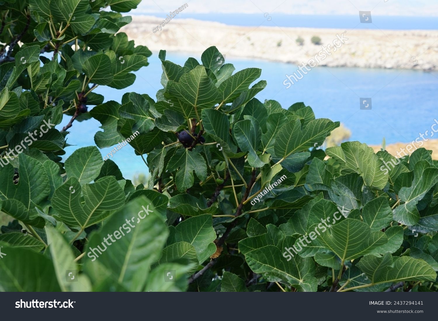 Ficus carica with fruits grows in August. The fig is the edible fruit of Ficus carica, a species of small tree in the flowering plant family Moraceae. Rhodes Island, Greece #2437294141