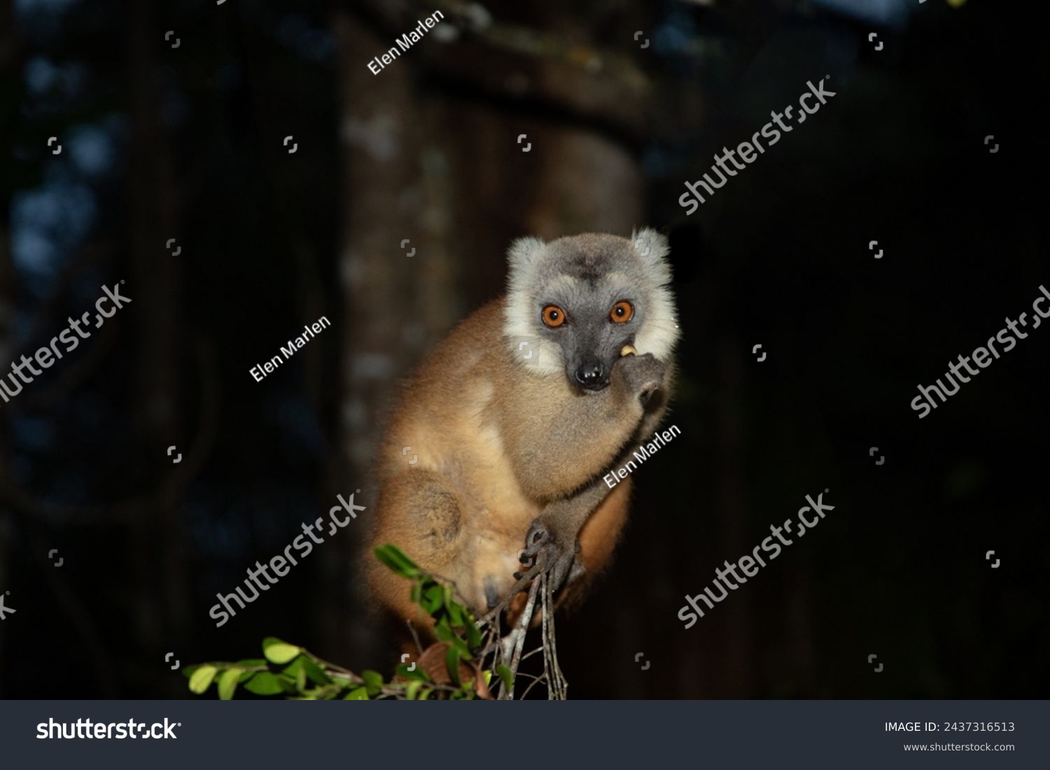 Lemur mischiefs on the veranda of the bungalow and waits for food. cute naughty little animal endemic Madagascar. Park hotel Palmarium #2437316513