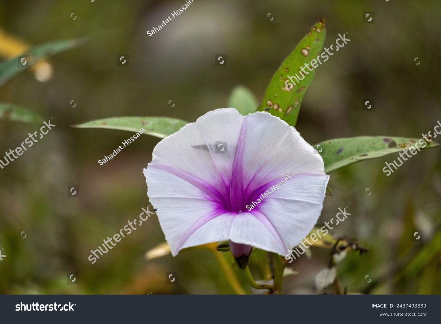 Water Morning Glory (Ipomoea aquatica) flower. Beautiful white flower with purple center. It is locally known as Kolmi Ful in Bangladesh.  #2437493889