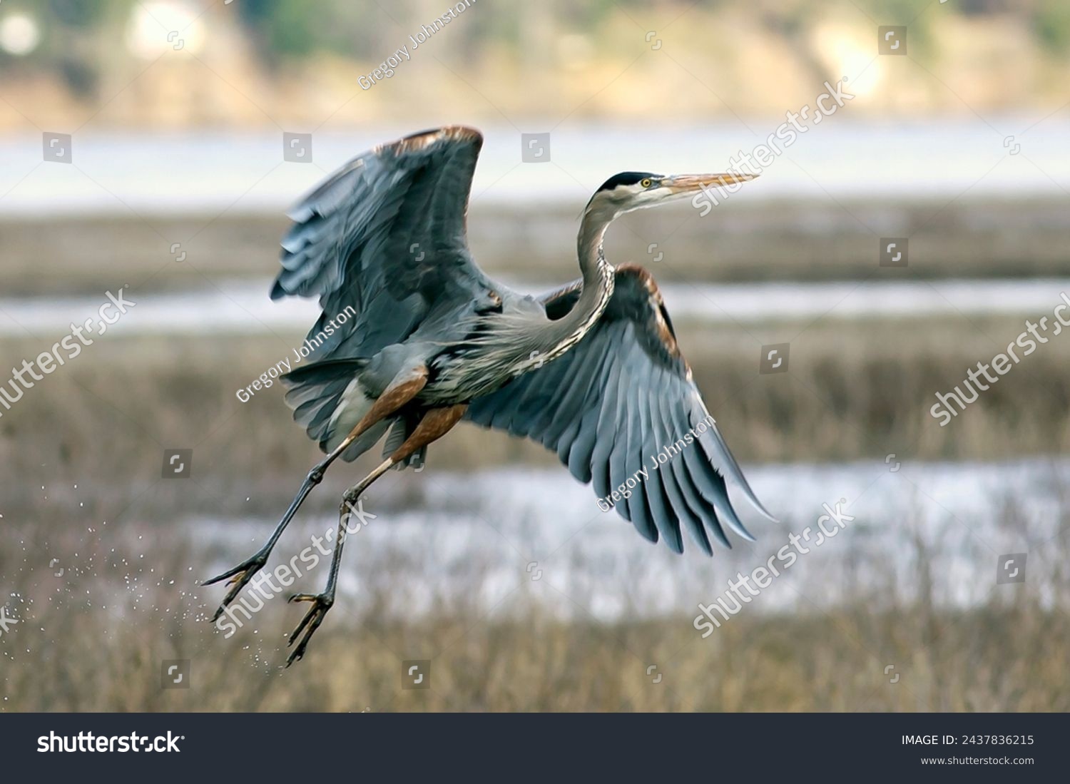 A great blue heron takes off from a wetlands area. #2437836215