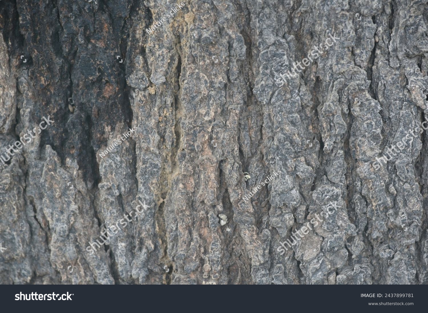 Old tree texture. Bark pattern, For background wood work, Bark of brown hardwood, thick bark hardwood, residential house wood. nature, tree, bark, hardwood, trunk, tree , tree trunk close up texture #2437899781