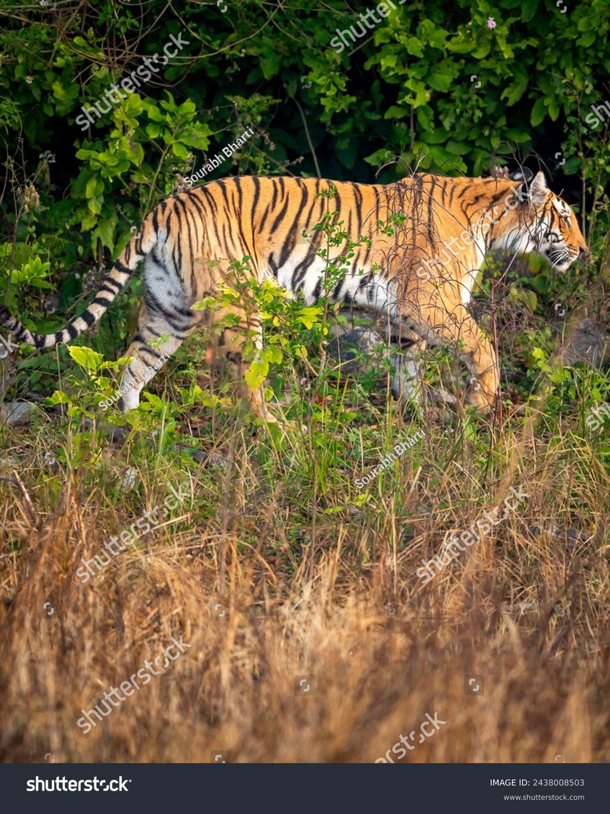 indian wild female tiger or panthera tigris side profile on territory stroll prowl walking terai region forest in natural scenic grassland in day safari at jim corbett national park uttarakhand india #2438008503