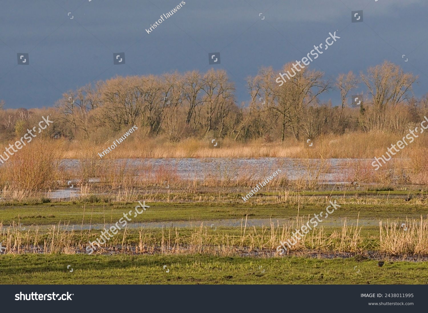 sunny meadow with bare willow  trees and reed under dark rainclouds in the wetlands of Bourgoyen nature reserve, Ghent, Flanders, Belgium #2438011995