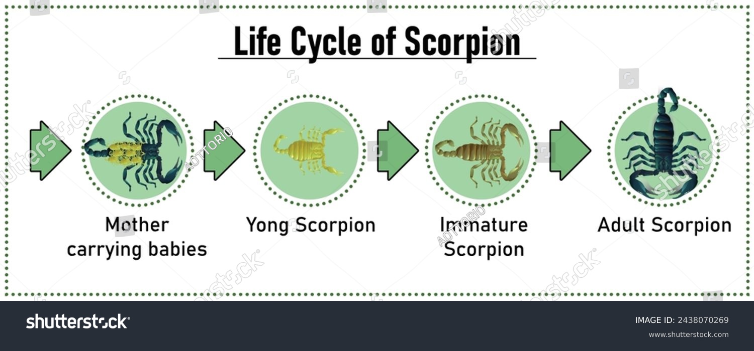 Scorpion Life Cycle Object Vector On White Royalty Free Stock Vector