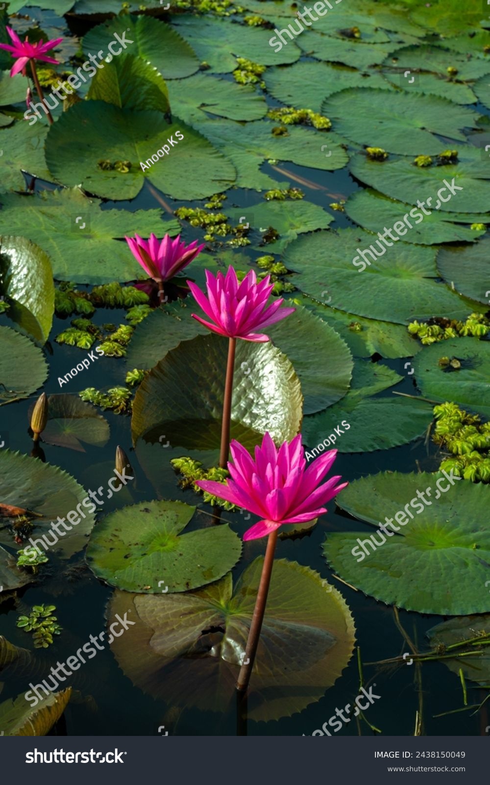 Lotus Flowers in Malarikkal Tourism Kerala Kottayam Kerala Tourism #2438150049