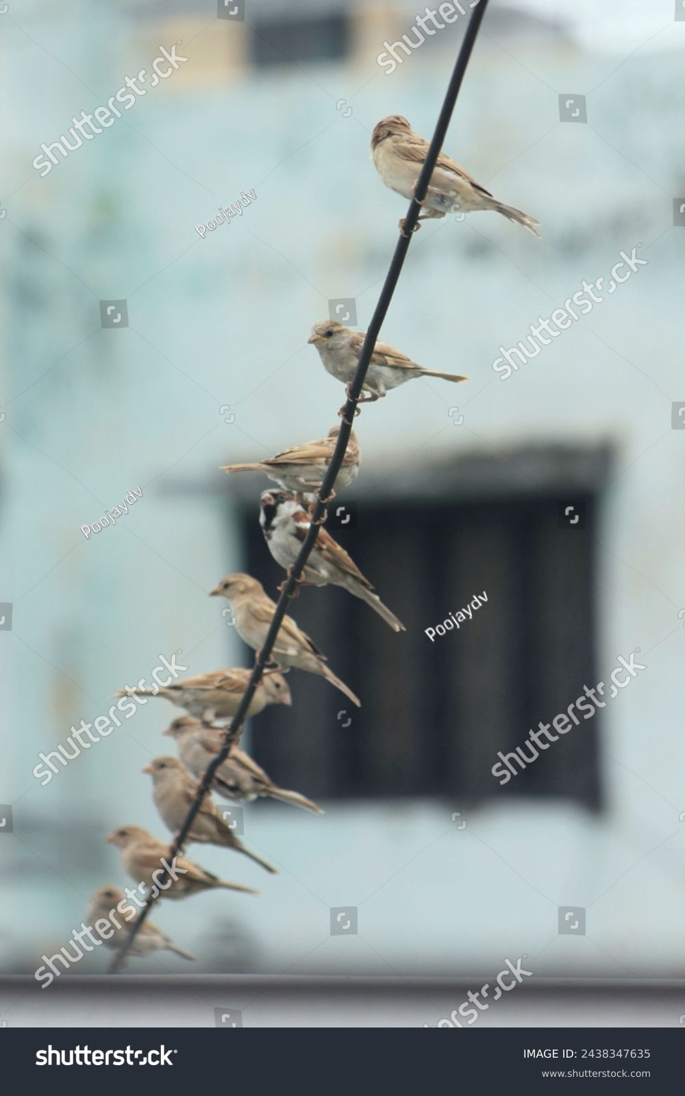Group of sparrow birds sitting on a wire. Extinct bird #2438347635