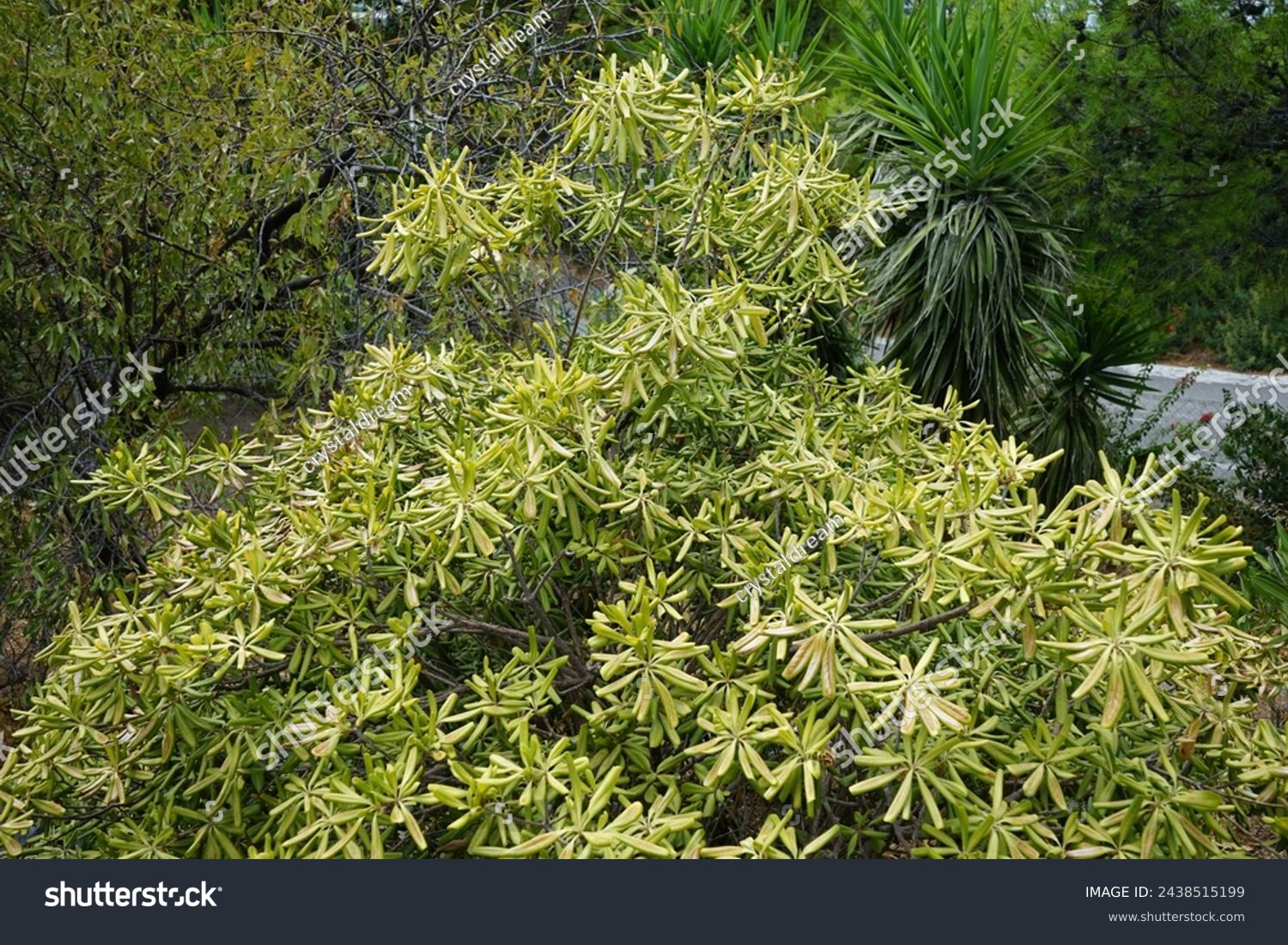 Euphorbia dendroides grows in August. Euphorbia dendroides, tree spurge, is a small tree or large shrub of the family Euphorbiaceae that grows in semi-arid and mediterranean climates. Rhodes Island #2438515199