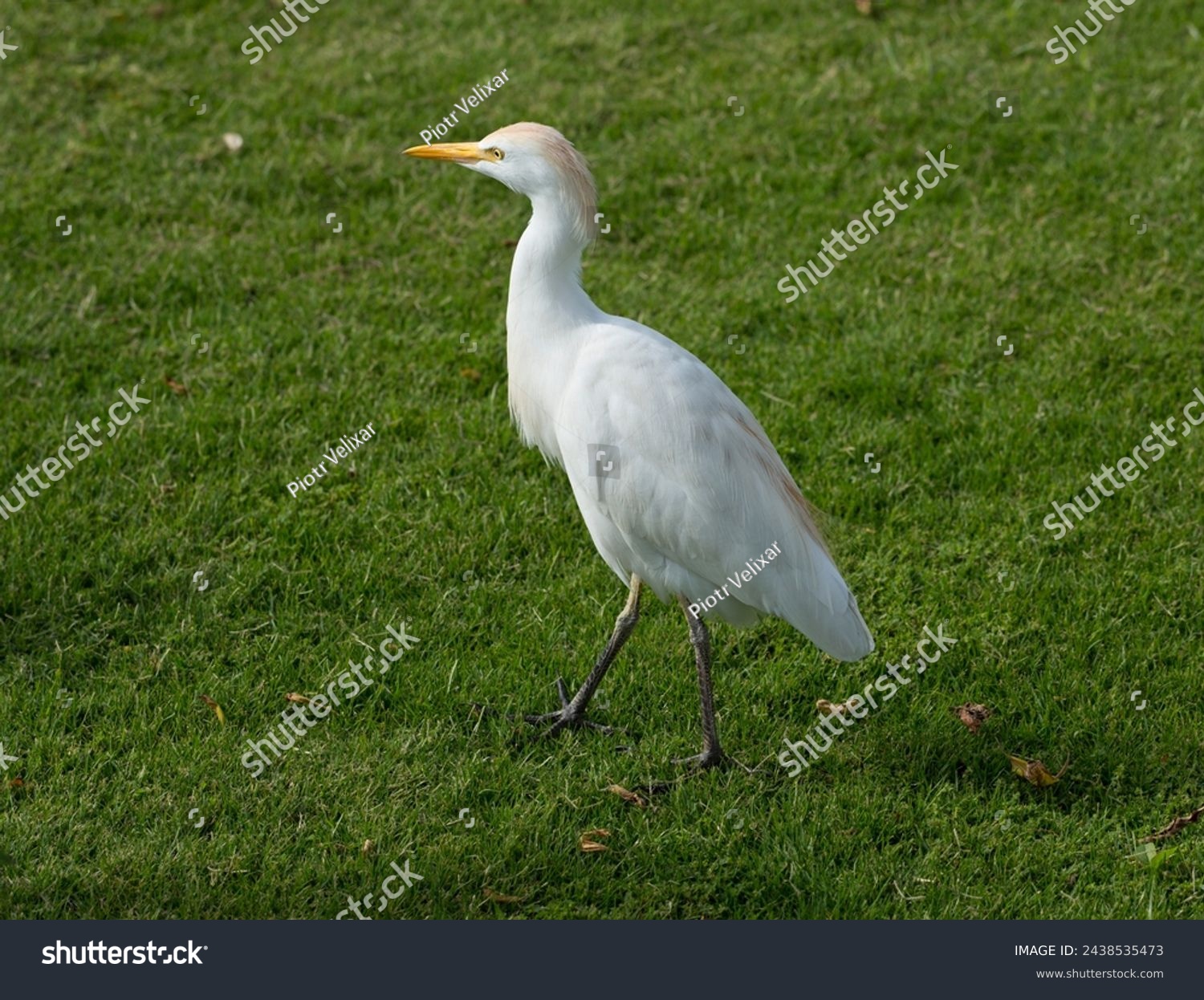 The western cattle egret (Bubulcus ibis) is a species of heron (family Ardeidae) found in the tropics. Fauna of the Sinai Peninsula. #2438535473