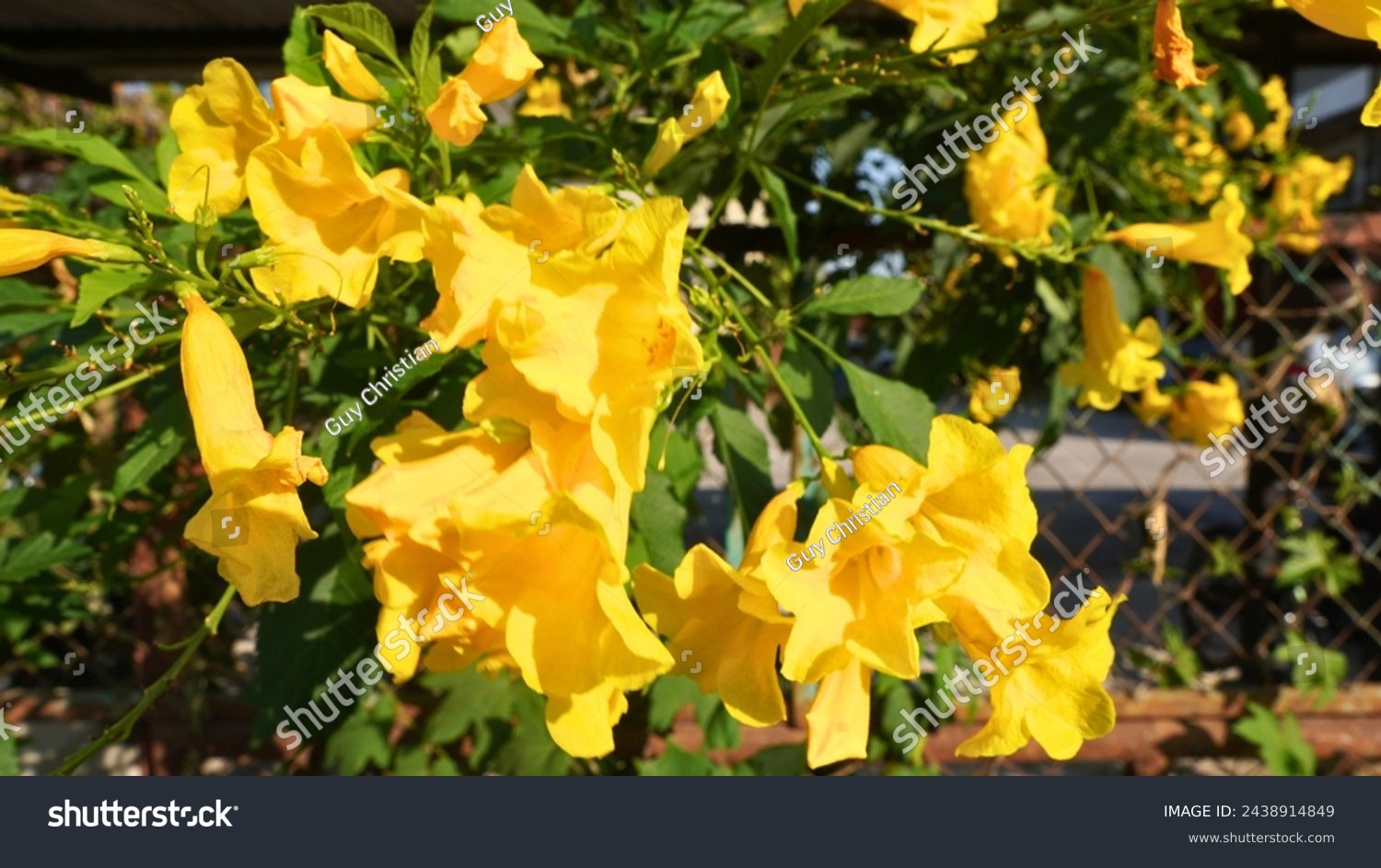 Yellow elder flowers. Golden Elegance: Yellow Elder Flower in Bloom. #2438914849