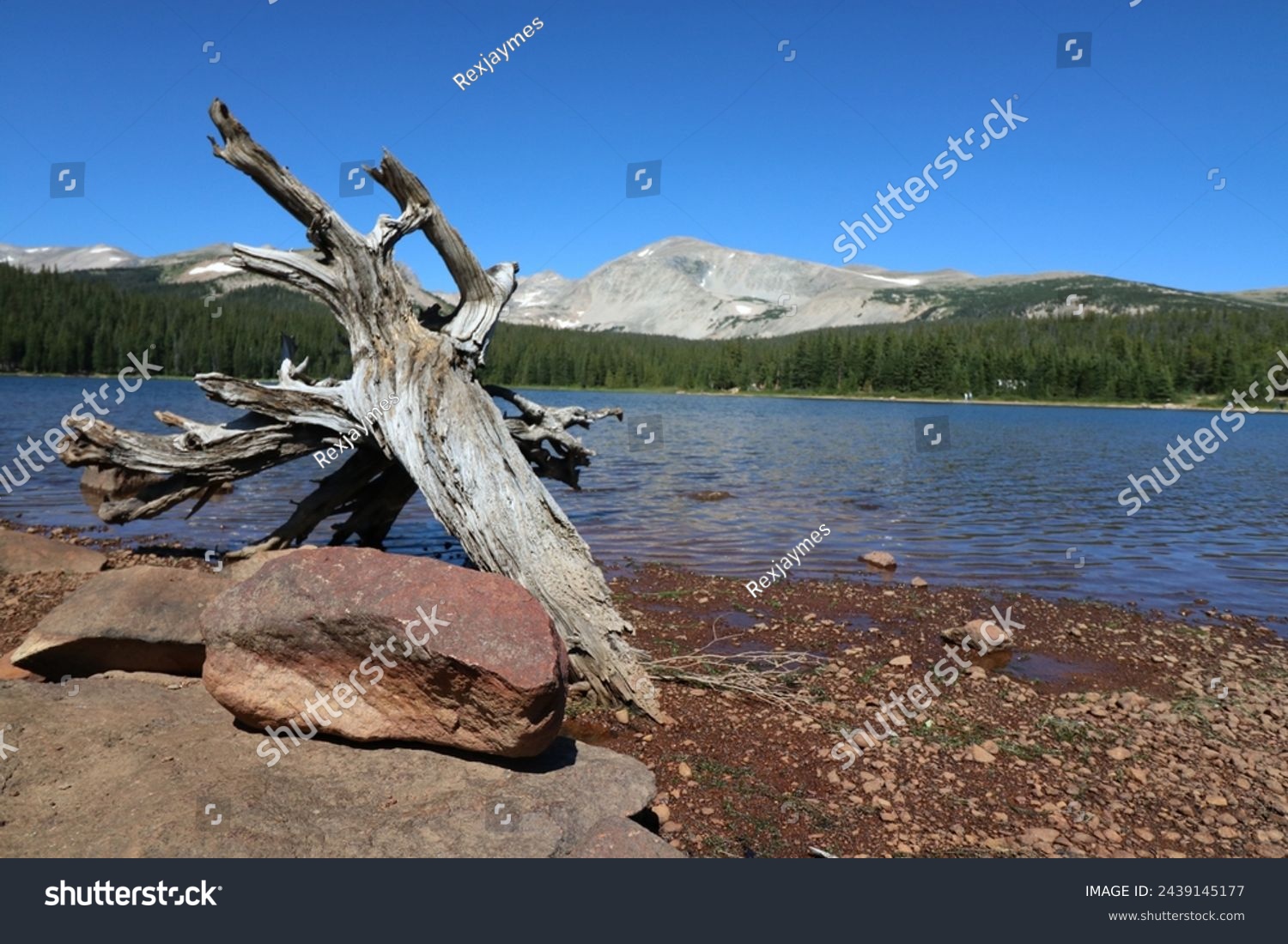 Brainard Lake in Colorado's Indian Peaks Wilderness.  Blue sky, grassy shores and pine trees along shore in Colorado high country.  Rustic weathered stump on shoreline with small boulder. #2439145177